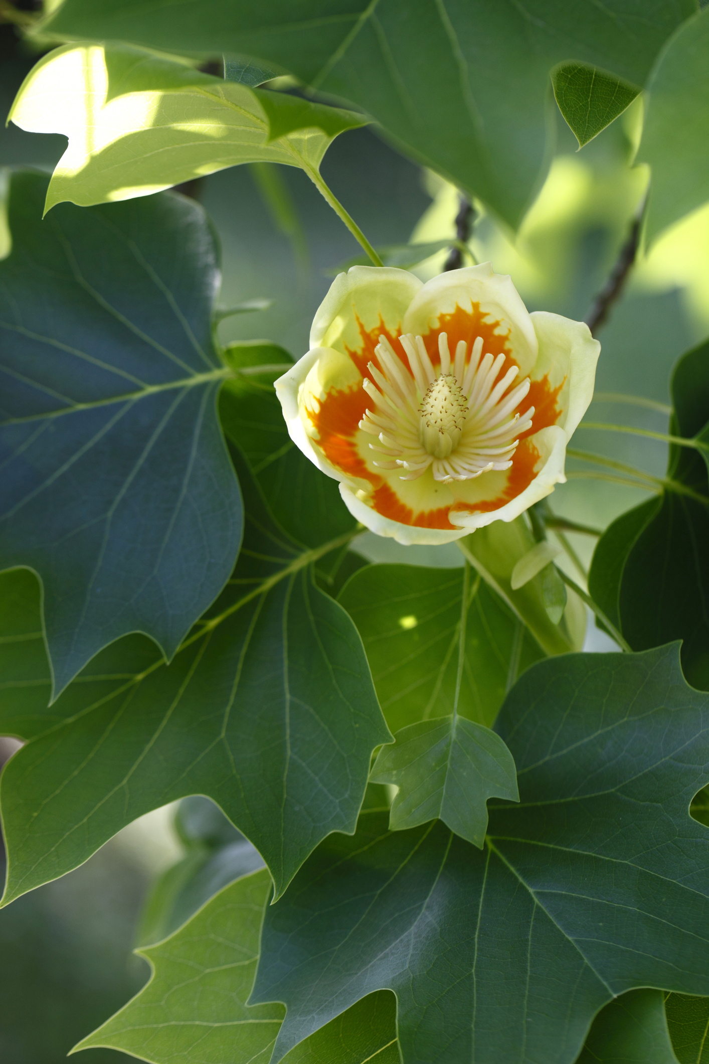 Native Tulip Tree, Natorps, 1420x2130 HD Phone
