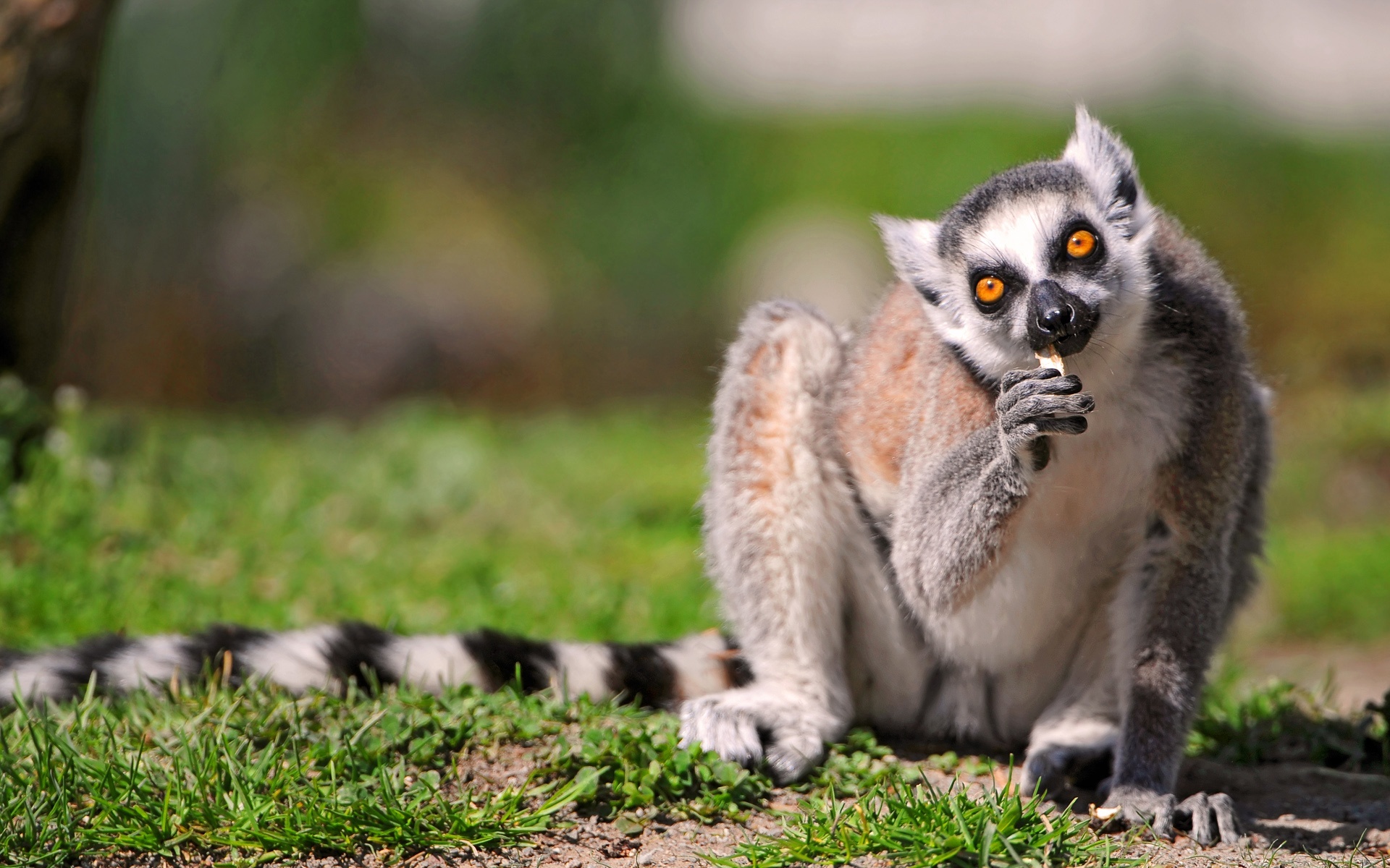 Eating ringtail lemur, Wallpaper download, Natural beauty, Home screen delight, 1920x1200 HD Desktop