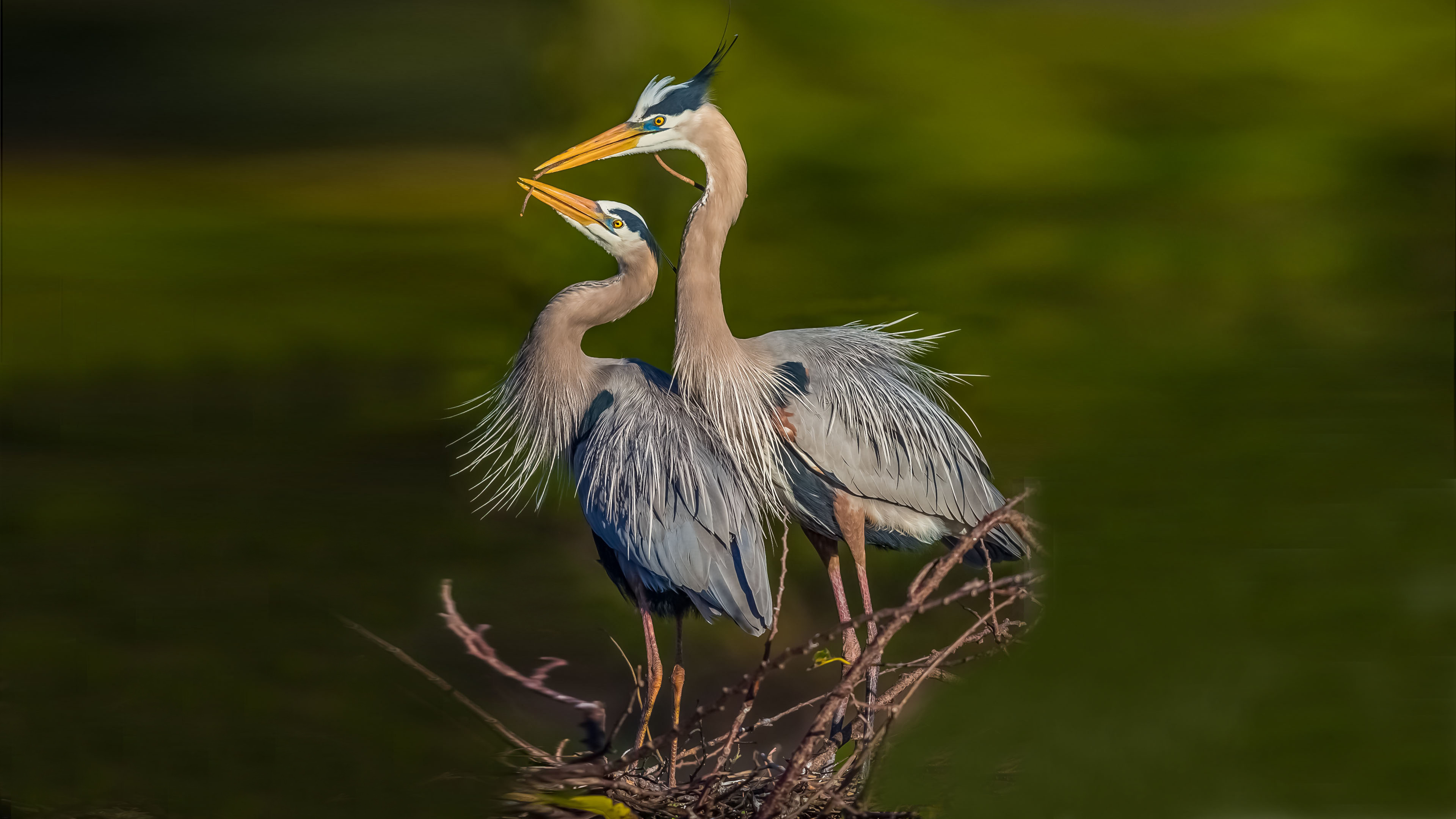 Blue heron, Herons Wallpaper, 3840x2160 4K Desktop
