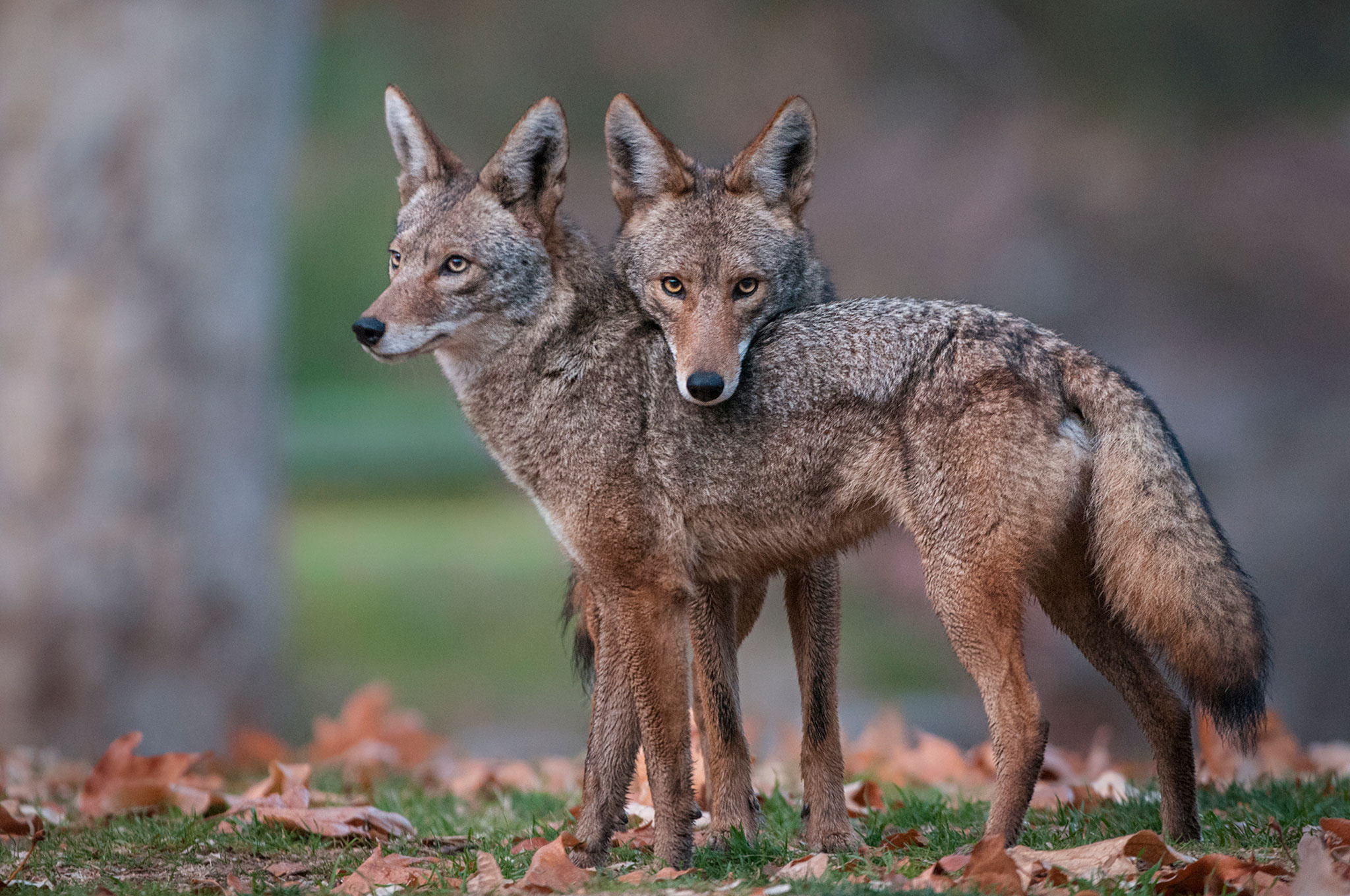 Couple, Coyote Wallpaper, 2050x1360 HD Desktop