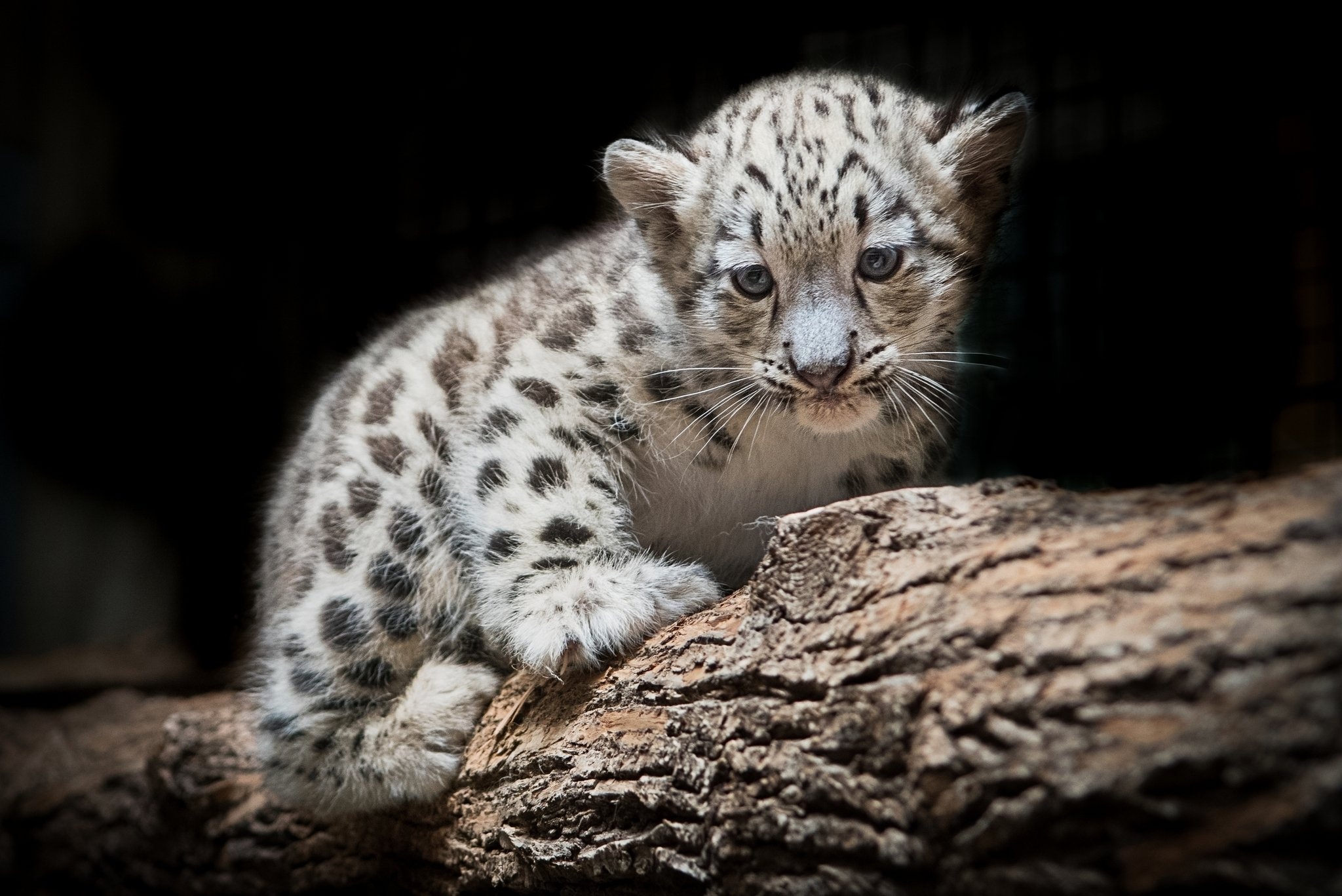 Snow Leopard, HQ pictures, 2019, 2050x1370 HD Desktop