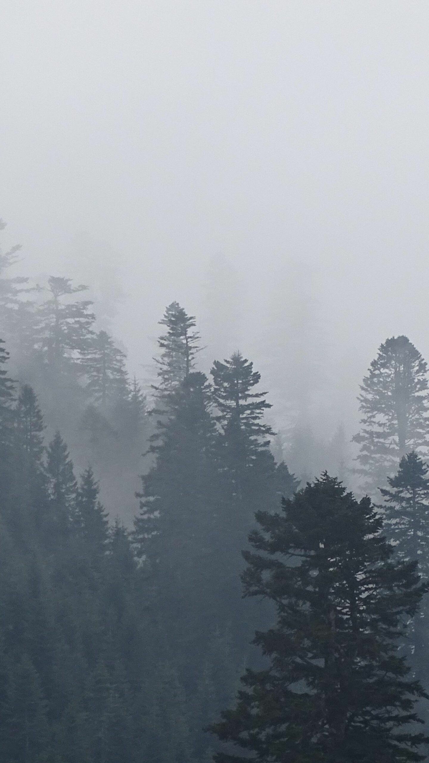Foggy tree mystique, Eerie ambiance, Enveloped in mist, Whispers of nature, 1440x2560 HD Phone