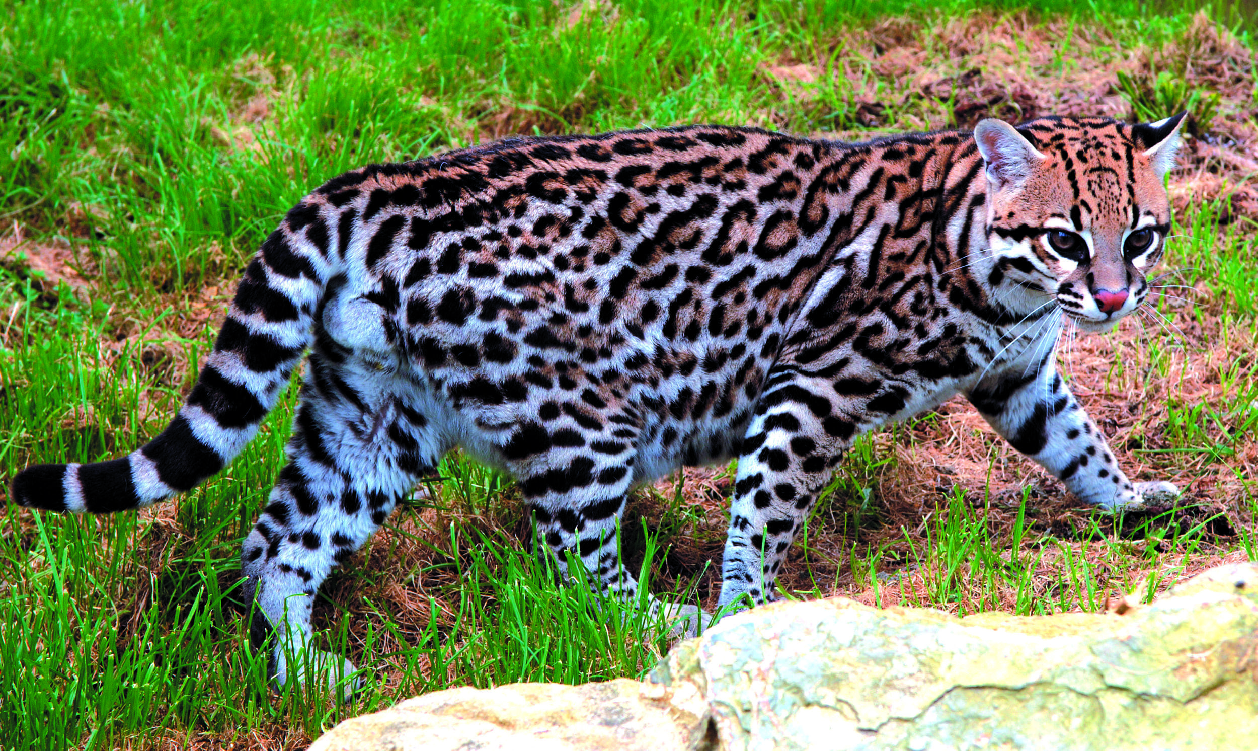 Ocelot fun facts, Kids' education, Wildlife trivia, Fascinating creatures, 2500x1500 HD Desktop