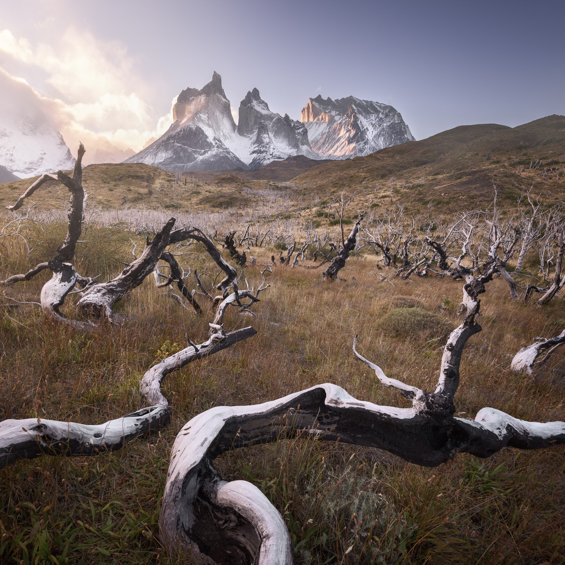 Torres del Paine National Park, Dead forest, Cuernos Peaks, Chilean wilderness, 1960x1960 HD Phone