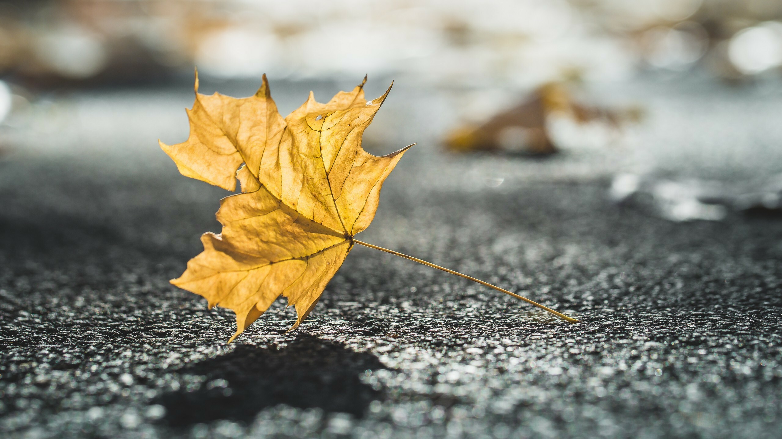 Nature leaves, HD wallpapers, Exquisite foliage, Scenic beauty, 2560x1440 HD Desktop