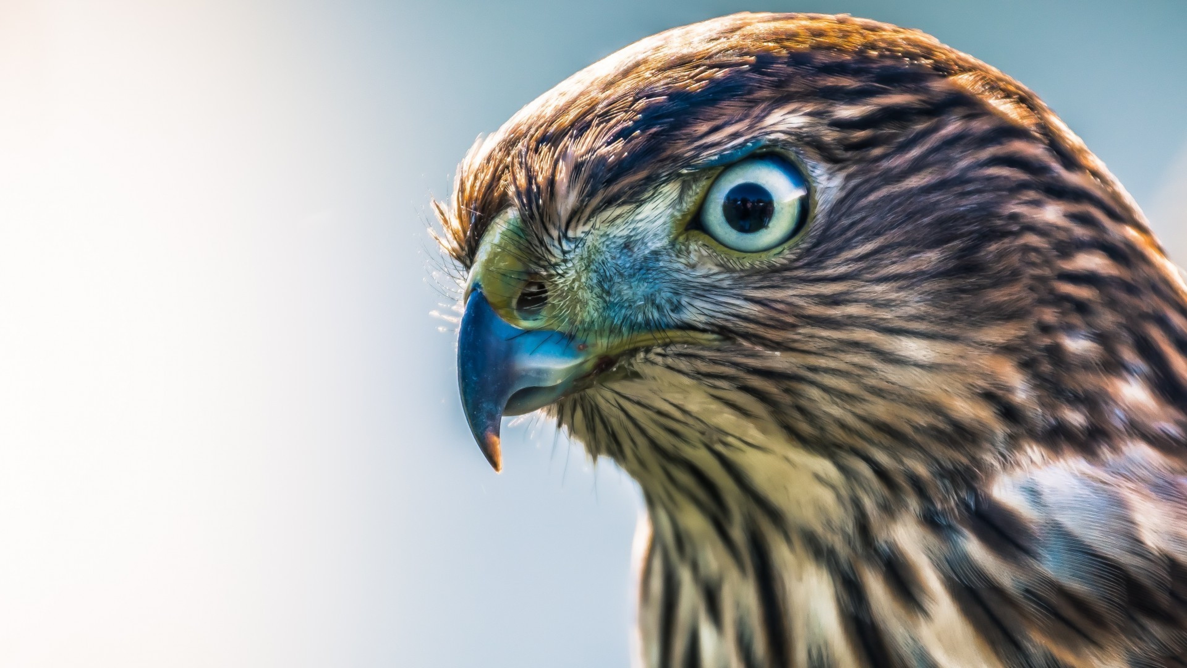 Hawk eyes, 4K HD wallpaper, Sharp vision, 3840x2160 4K Desktop