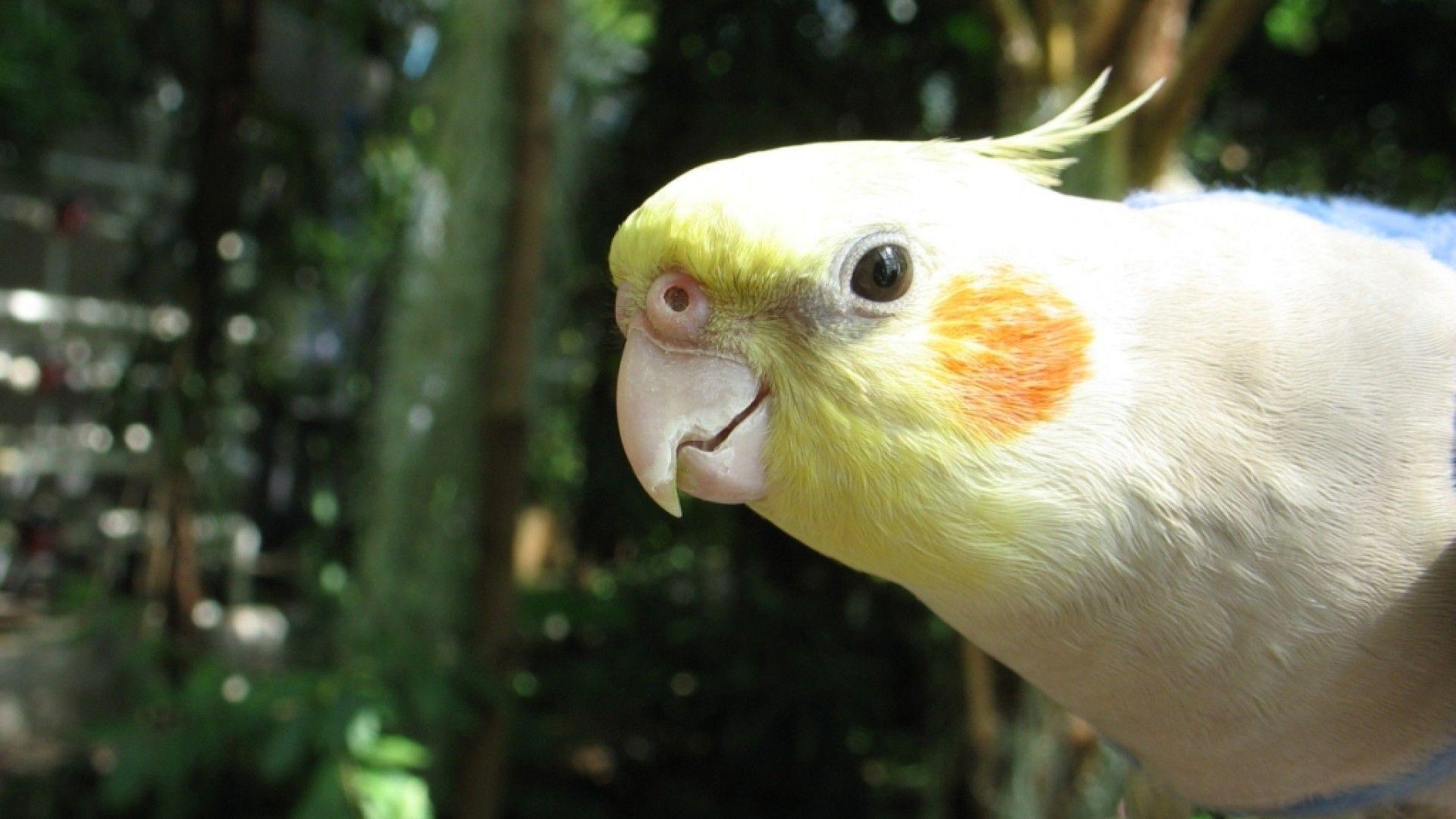 Cockatiel wallpapers, Feathered beauties, Stunning avian photography, Desktop backgrounds, 1920x1080 Full HD Desktop