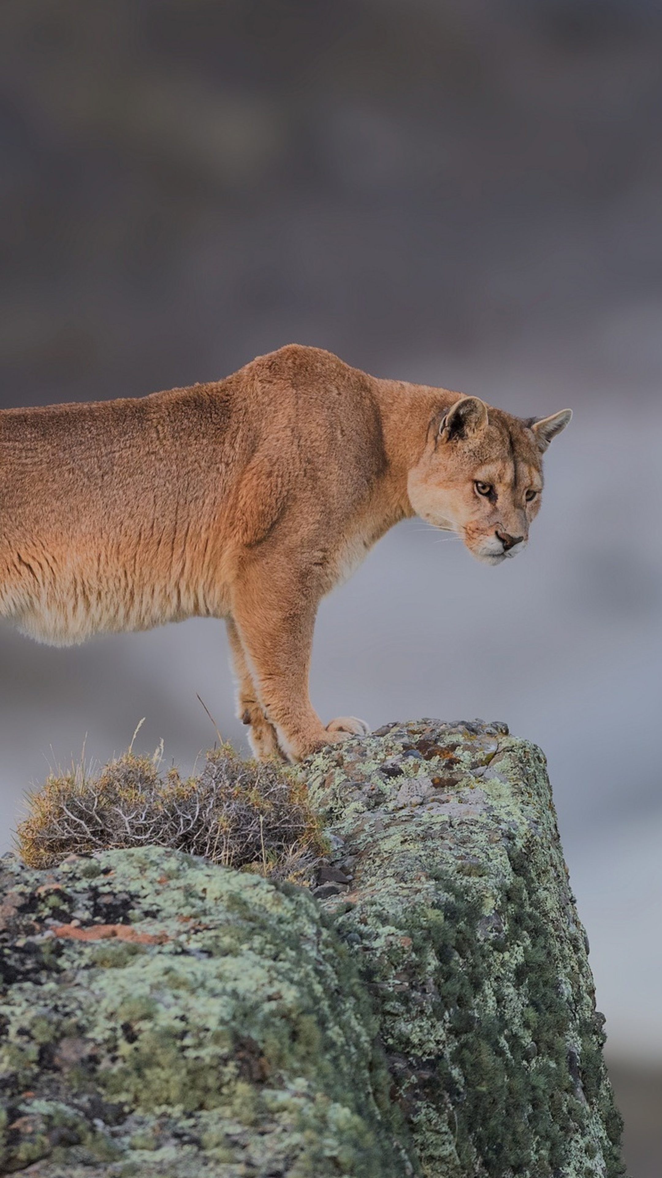 Cougar, Sony Xperia wallpapers, Premium HD quality, Striking visuals, 2160x3840 4K Phone