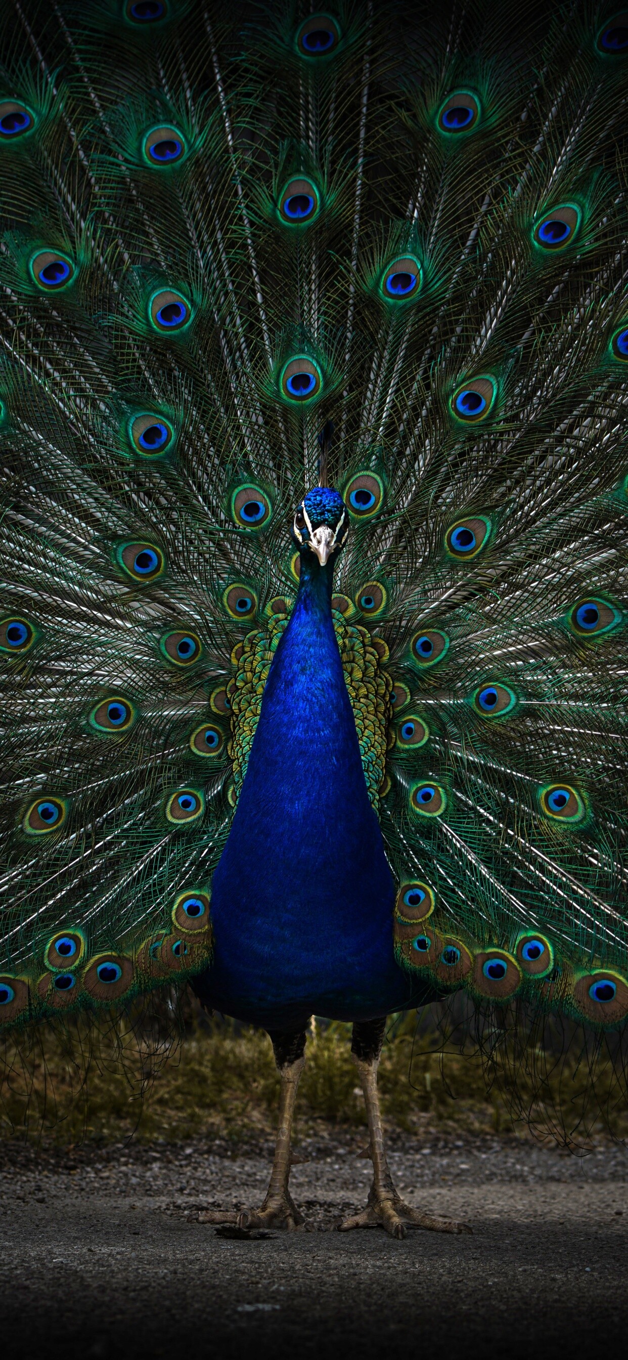 Peacock wallpaper 4K, Peafowl zoo, Dark colors, Animals, 1250x2690 HD Phone