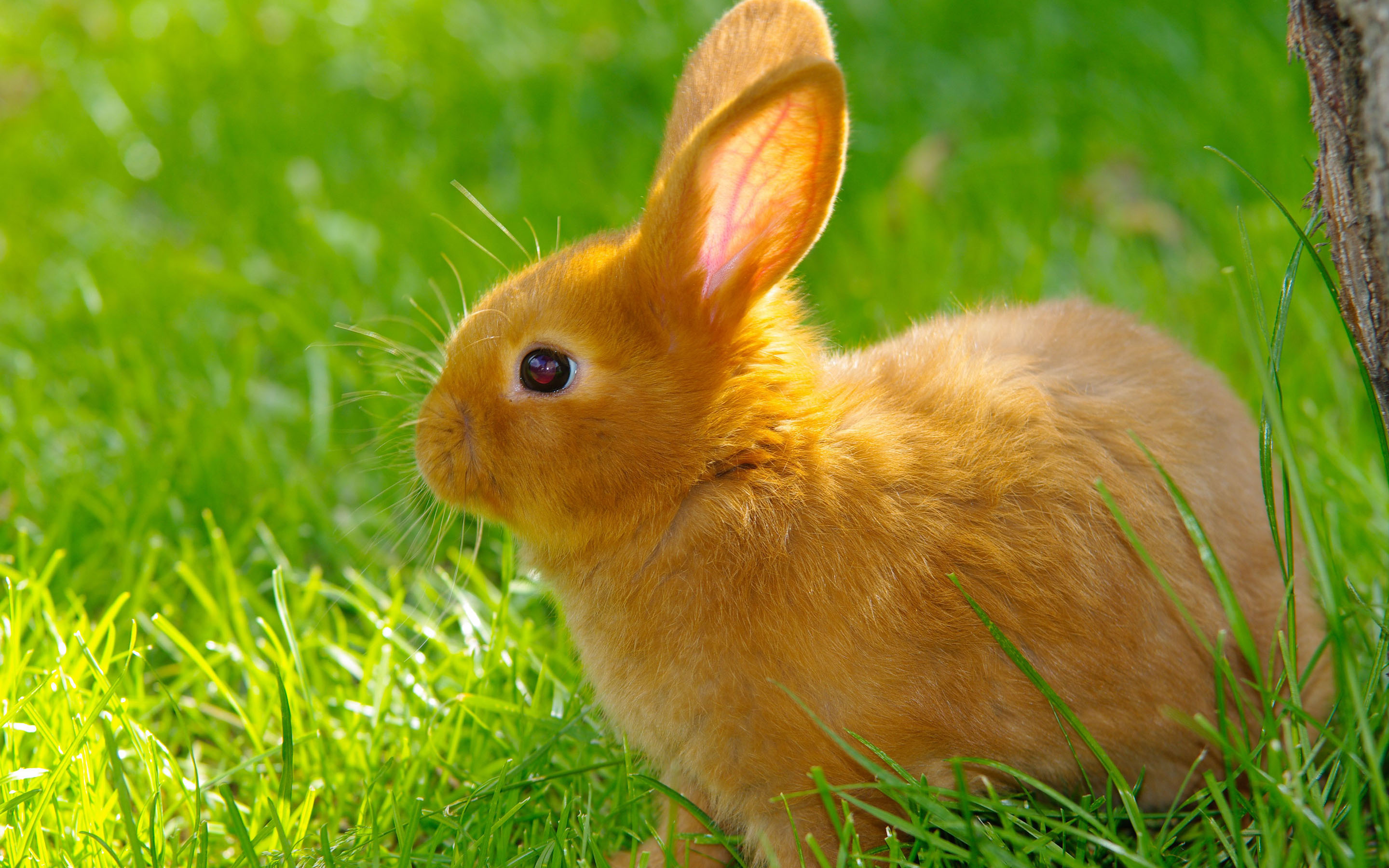 The New Zealand, Bunnies Wallpaper, 2880x1800 HD Desktop