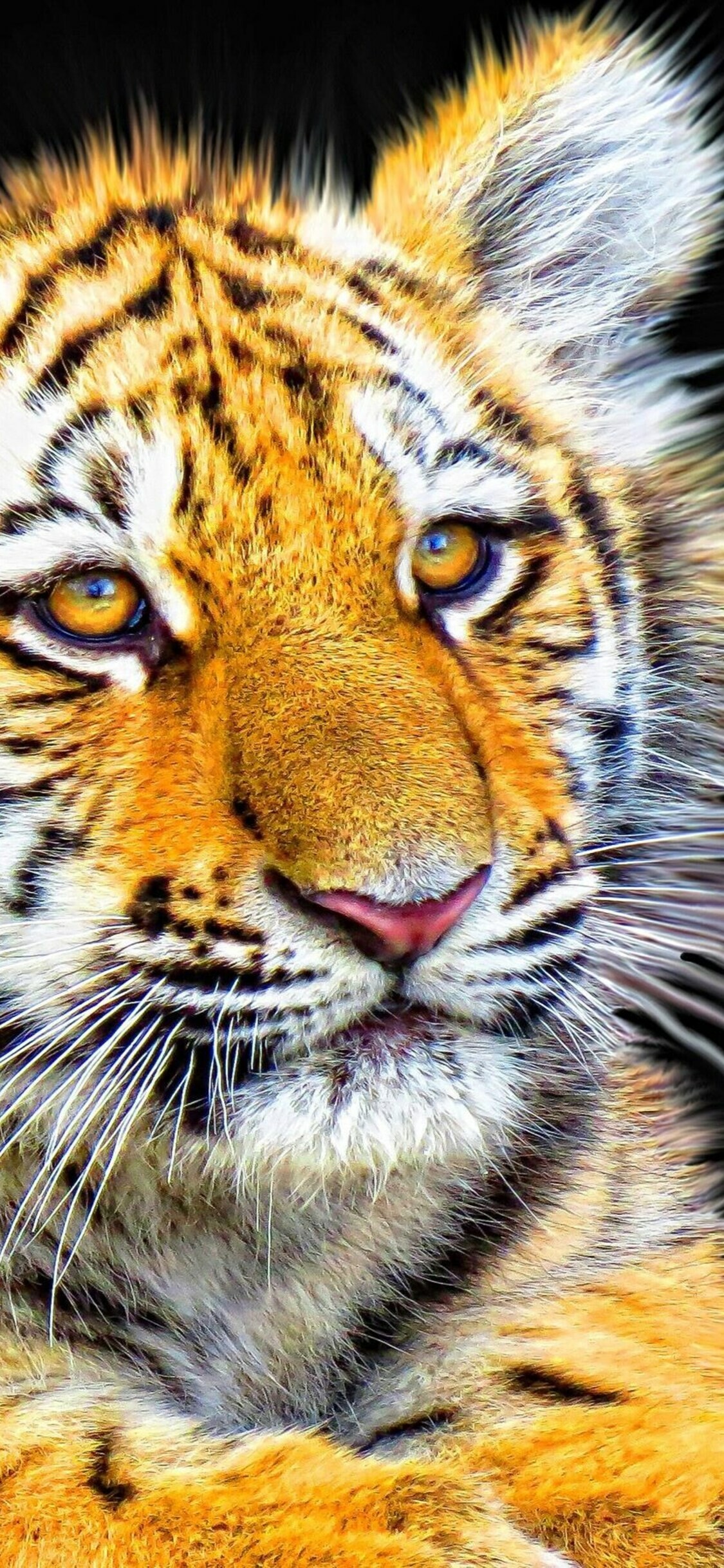 Whiskers, Tiger Cub Wallpaper, 1130x2440 HD Phone