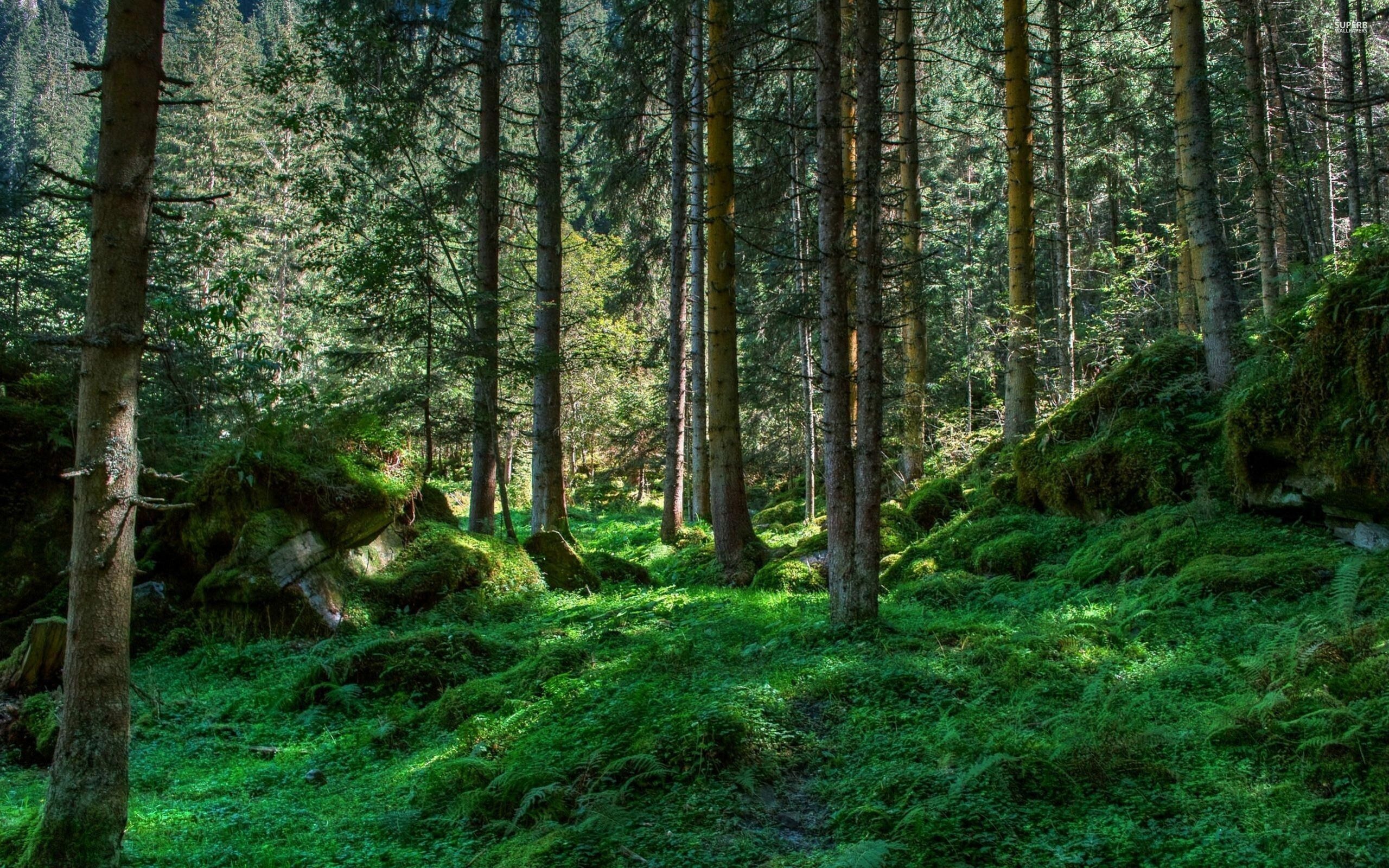 Forest Wallpaper 49 image 2560x1600
