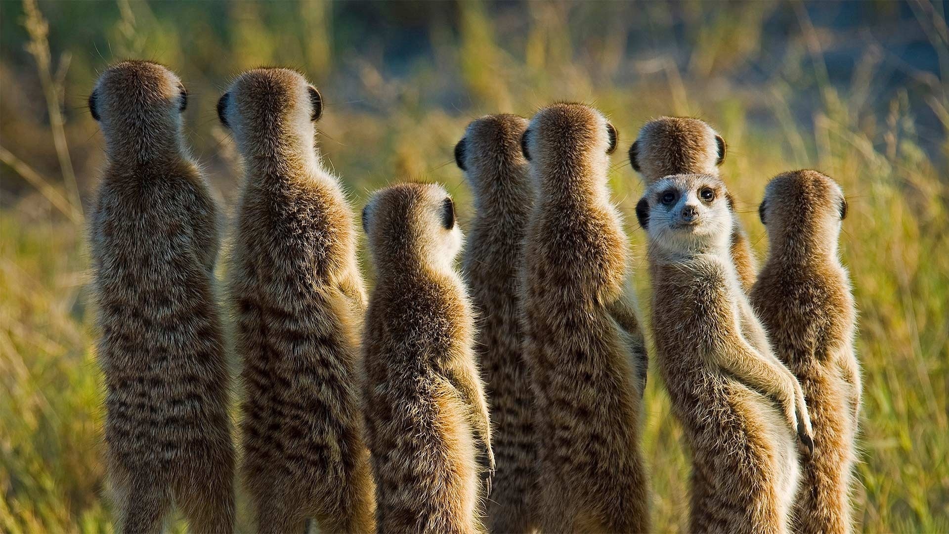 Meerkat HD wallpaper, African wildlife, Adorable creatures, Unique charm, 1920x1080 Full HD Desktop