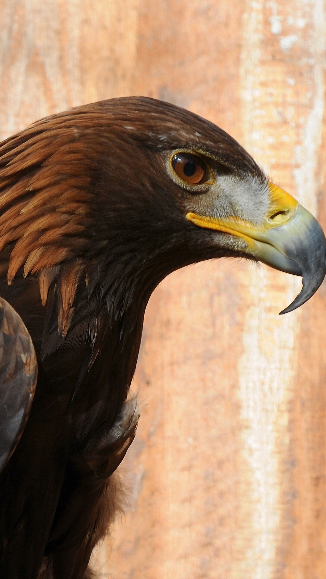 HD Eagle Wallpaper, Visual Splendor, Stunning Showcase, Wall Decor, 1080x1920 Full HD Phone