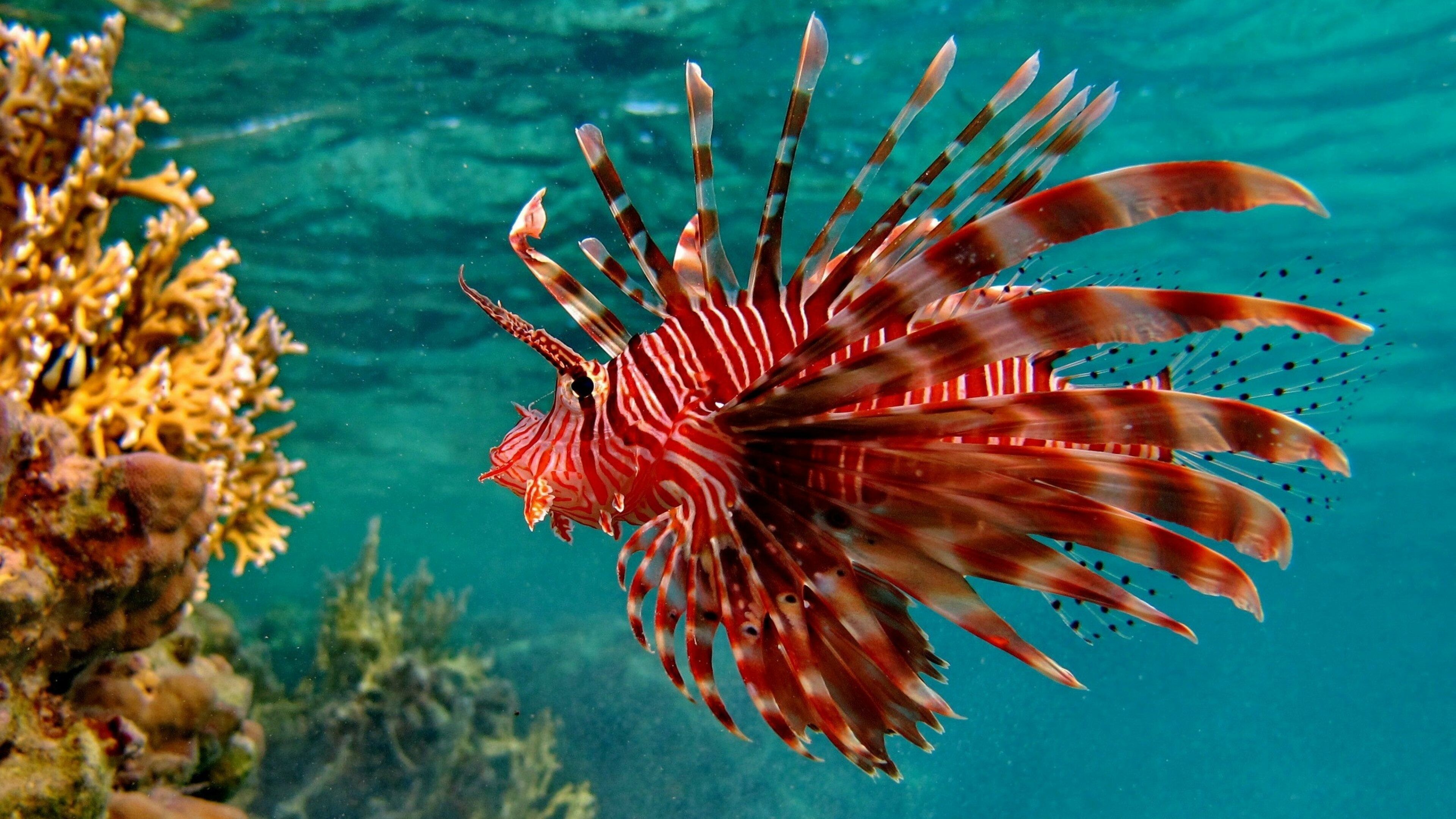 Red lionfish, Fish Wallpaper, 3840x2160 4K Desktop