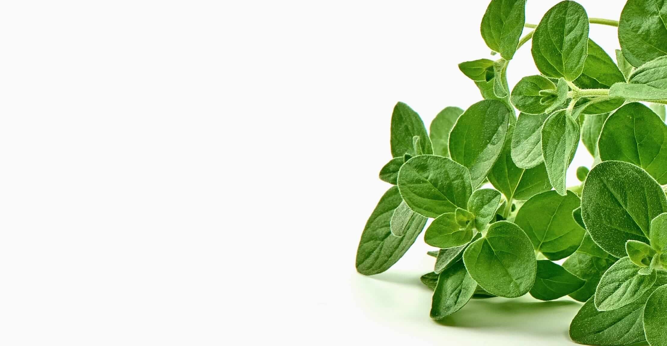 Marjoram bylinky, Marjoram, 2220x1160 HD Desktop