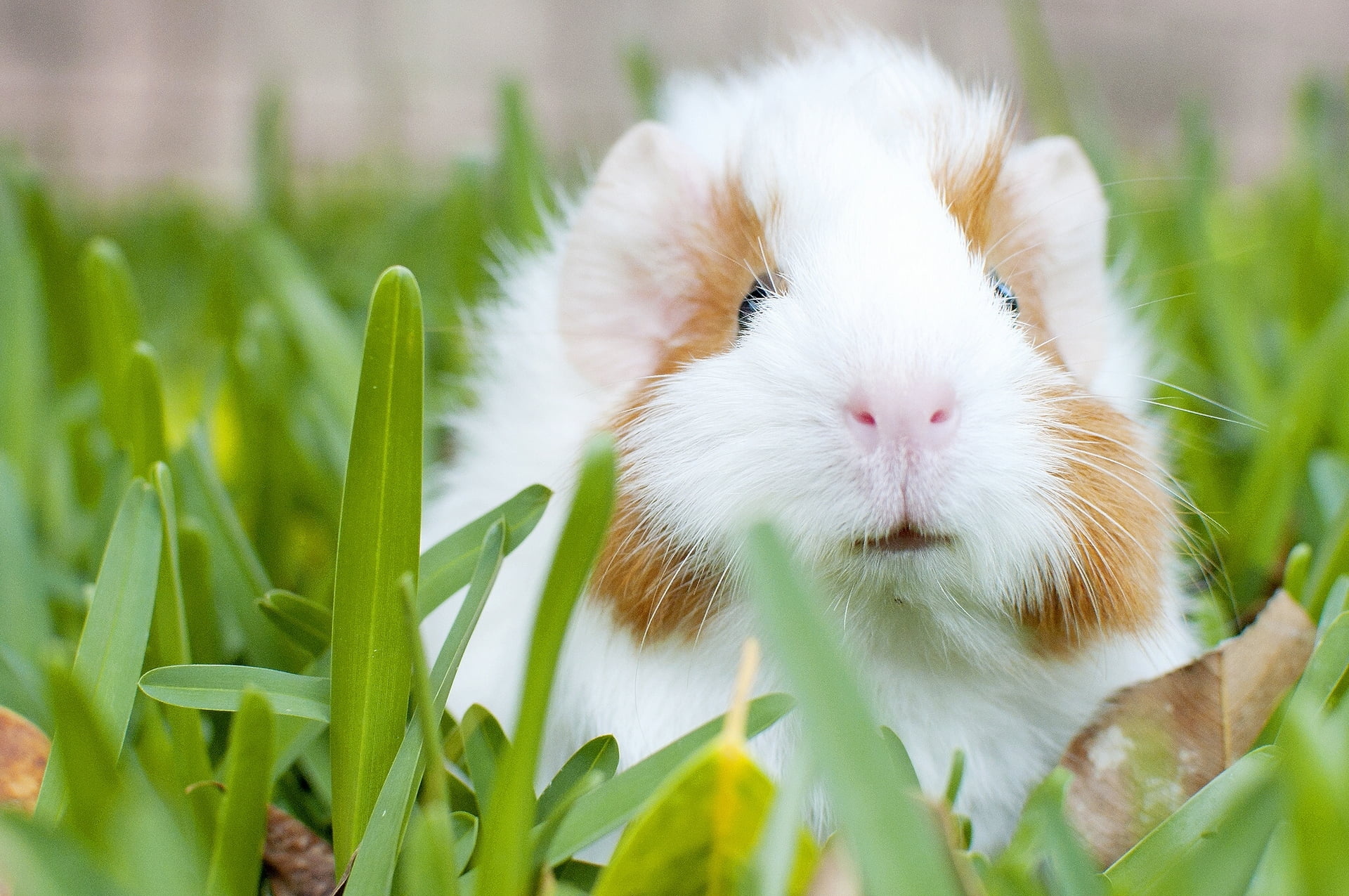Guinea Pig, Snout close-up, Small rodent, Adorable pet, 1920x1280 HD Desktop