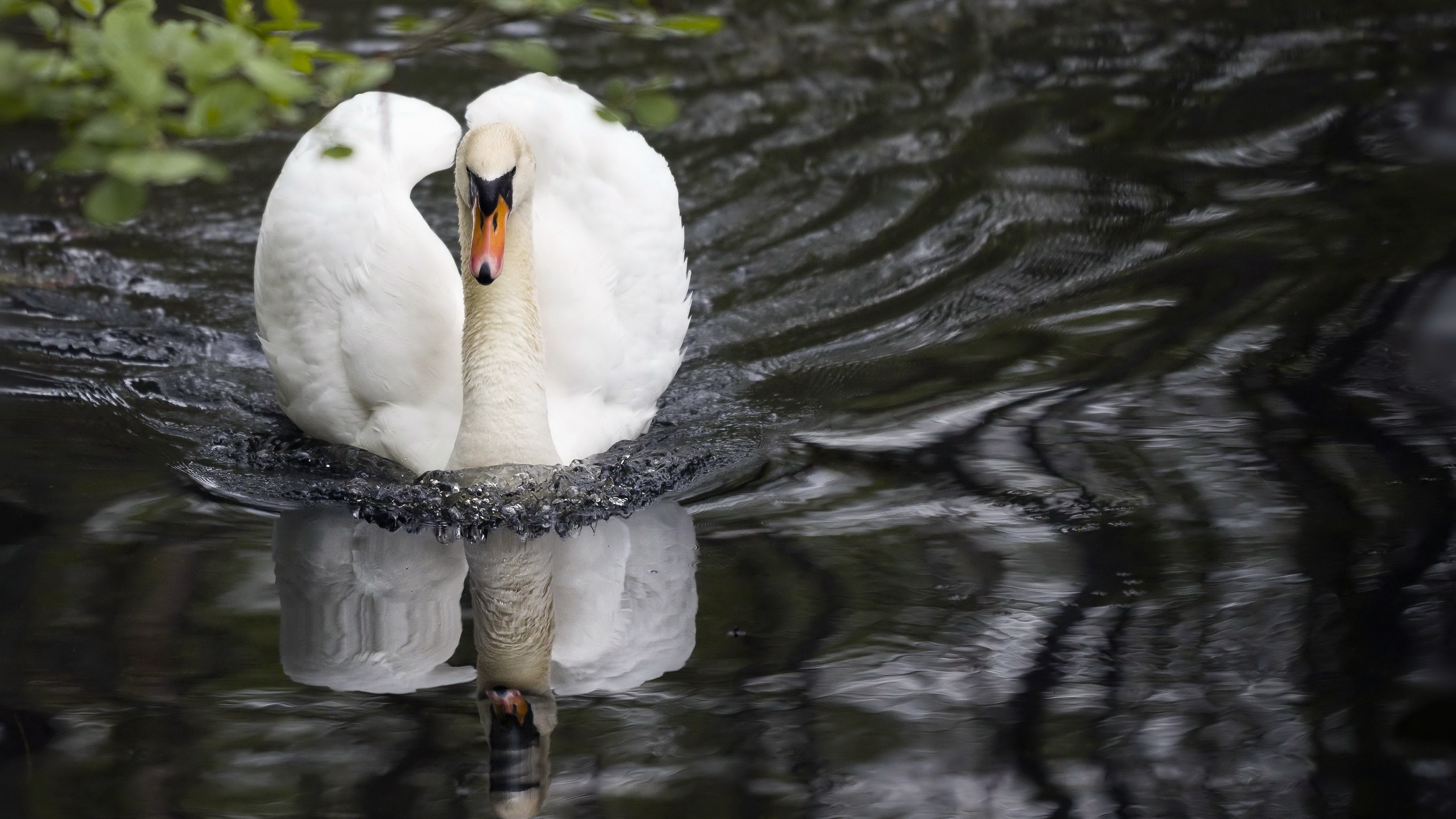 Mute swan 4K, Ultra wallpaper swan, Ultra wallpaper swan, Mute swan, 3840x2160 4K Desktop