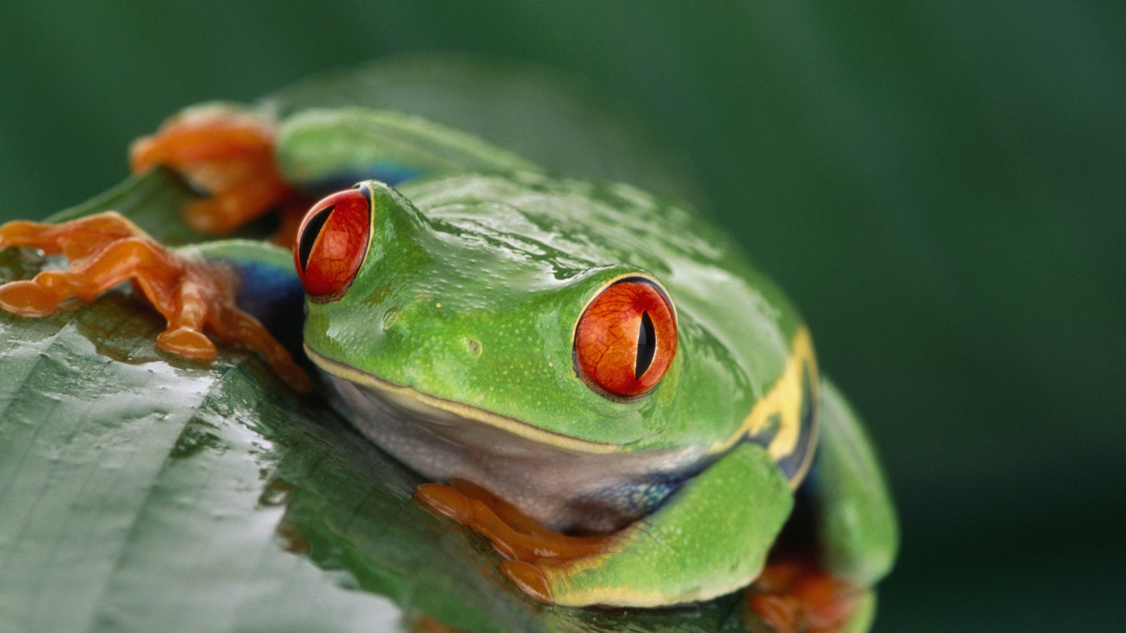 Tiere, Nature's wonders, Animal beauty, Wildlife photography, 3840x2160 4K Desktop