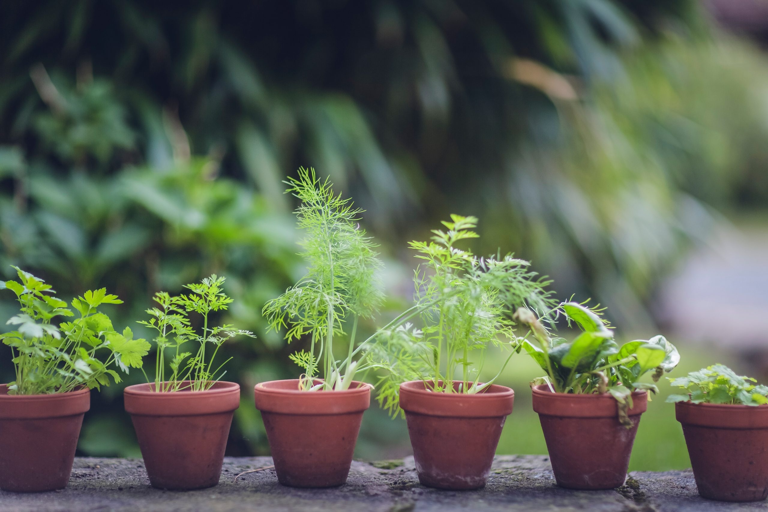 Supermarket herb plants, Keep them alive, Plan your patch, Herb plants, 2560x1710 HD Desktop