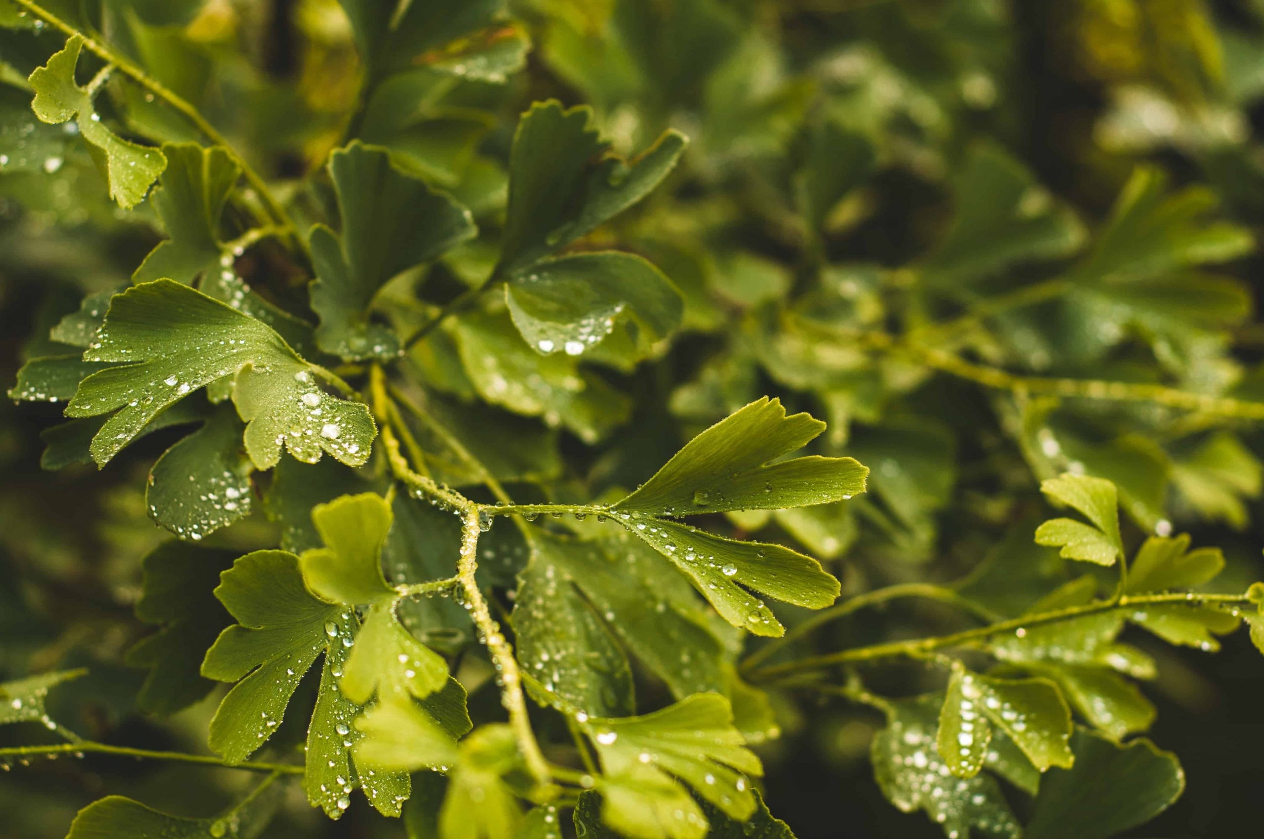 Ginkgo biloba test, Empfehlungen, Botanikmeister, 2560x1700 HD Desktop