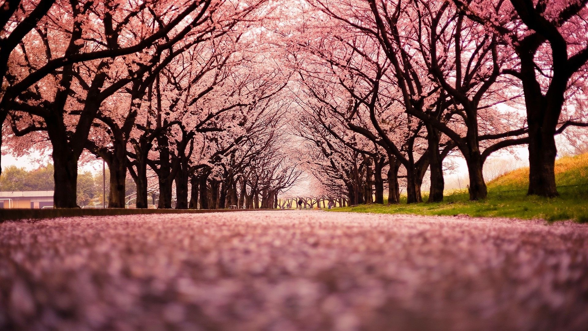 Blooming cherry blossom canopy, Fallen sakura petal pathway, Tree-lined spring avenue, Full HD Desktop wallpaper
