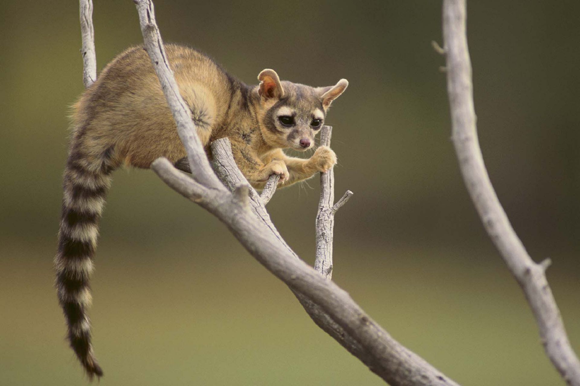 Civet fauna, Phone background, Wildlife images, Animal photography, 1920x1280 HD Desktop