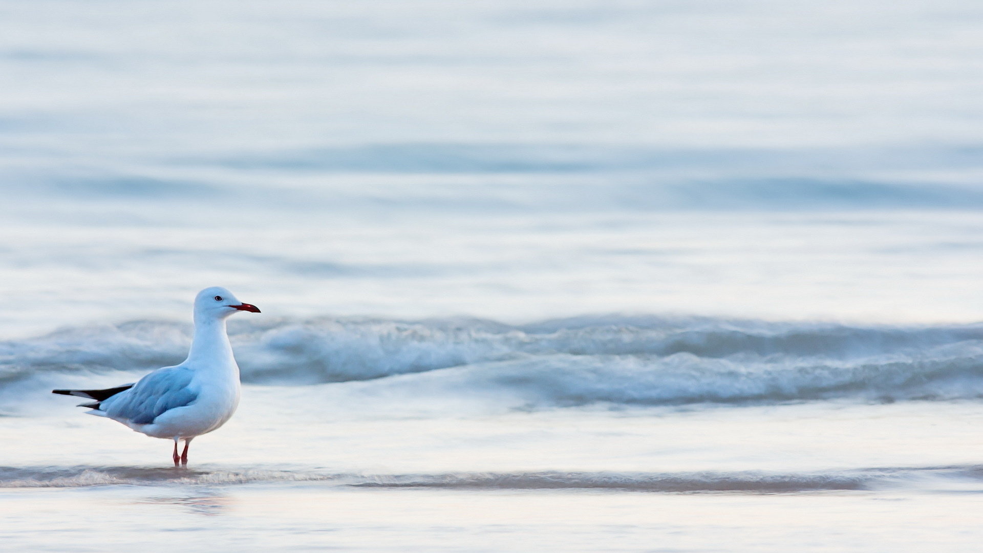 Seagull, Wallpaper, High, Resolution, 1920x1080 Full HD Desktop