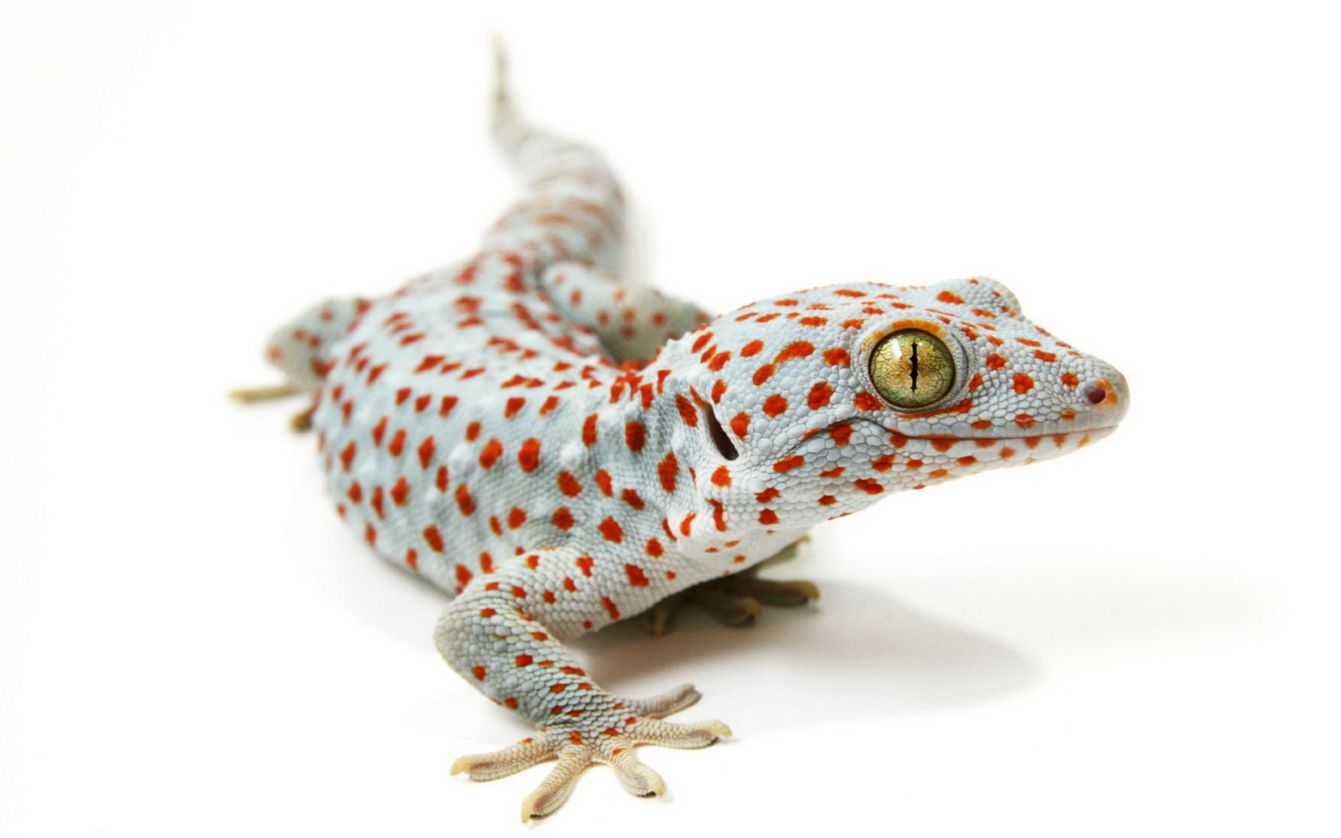 Tokay gecko amazement, Vibrant reptile, Eye-catching wallpaper, Background gem, 1920x1200 HD Desktop