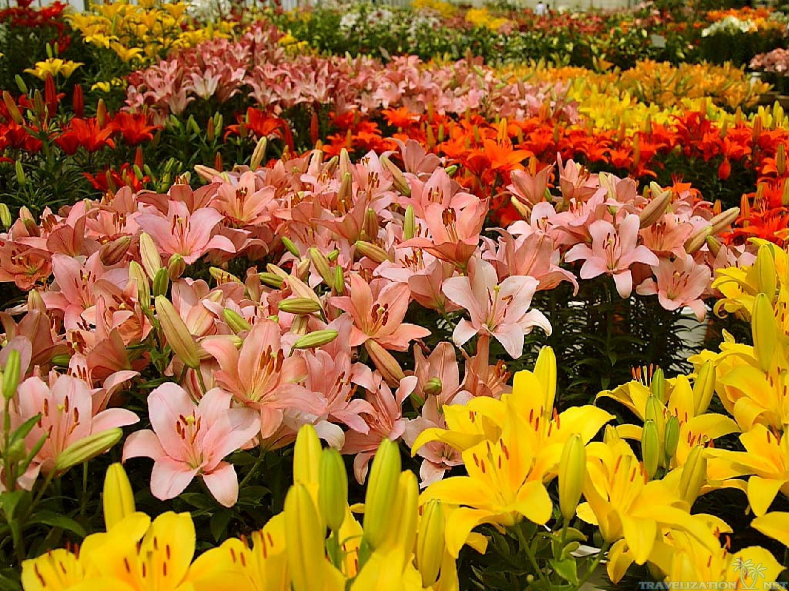 Lily Garden, Lilies Wallpaper, 2560x1920 HD Desktop