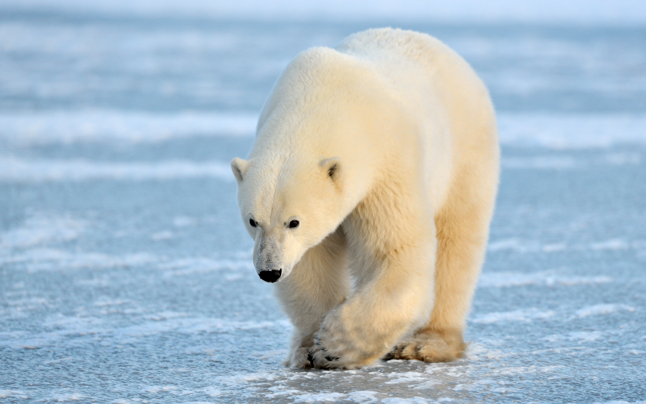 Captivating wallpaper, Arctic predator, Wildlife photography, Arctic wonder, 2560x1600 HD Desktop