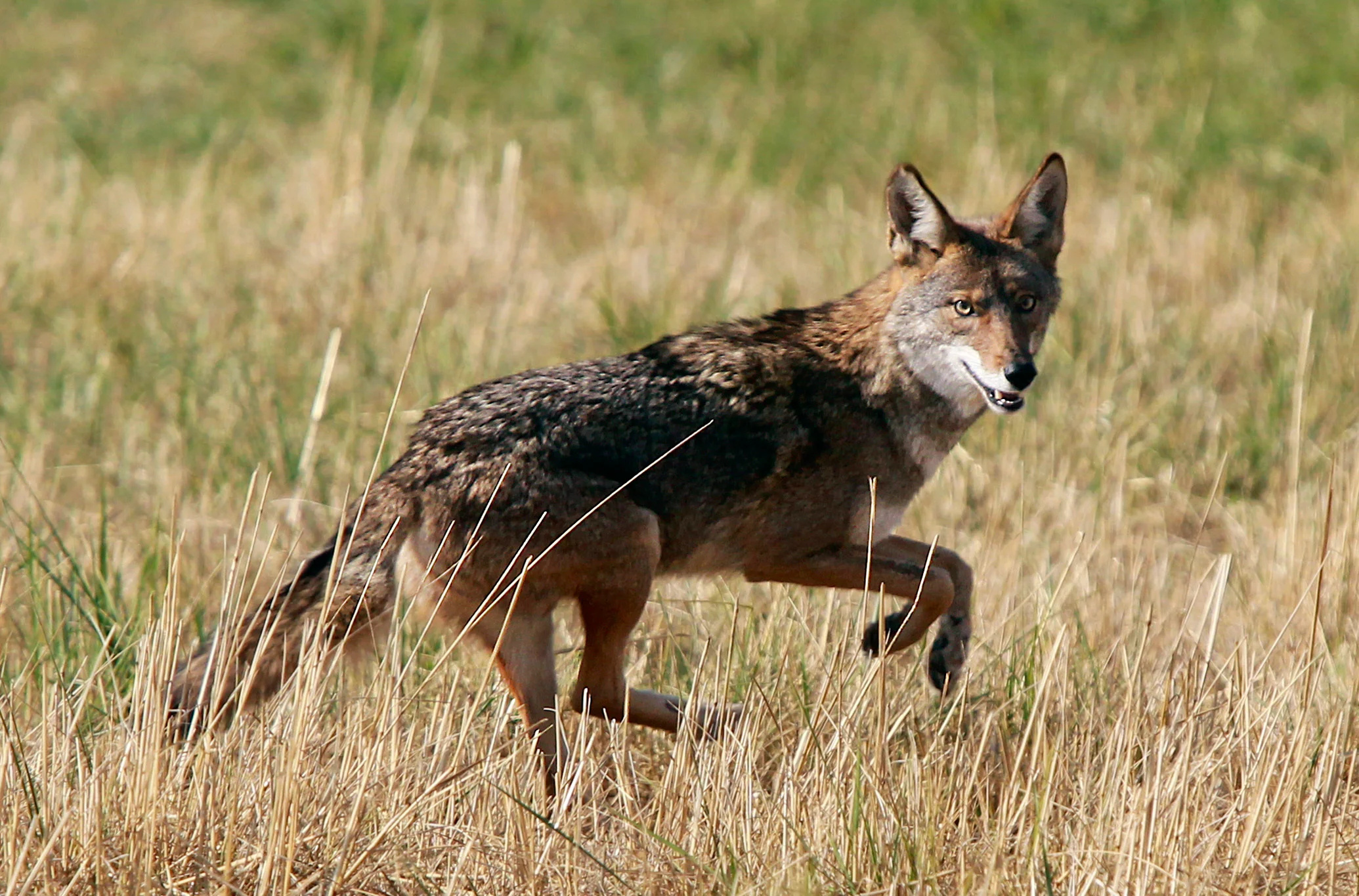 Coyote, Authorities' warning, Recent attacks, Vigilance urged, 2070x1370 HD Desktop