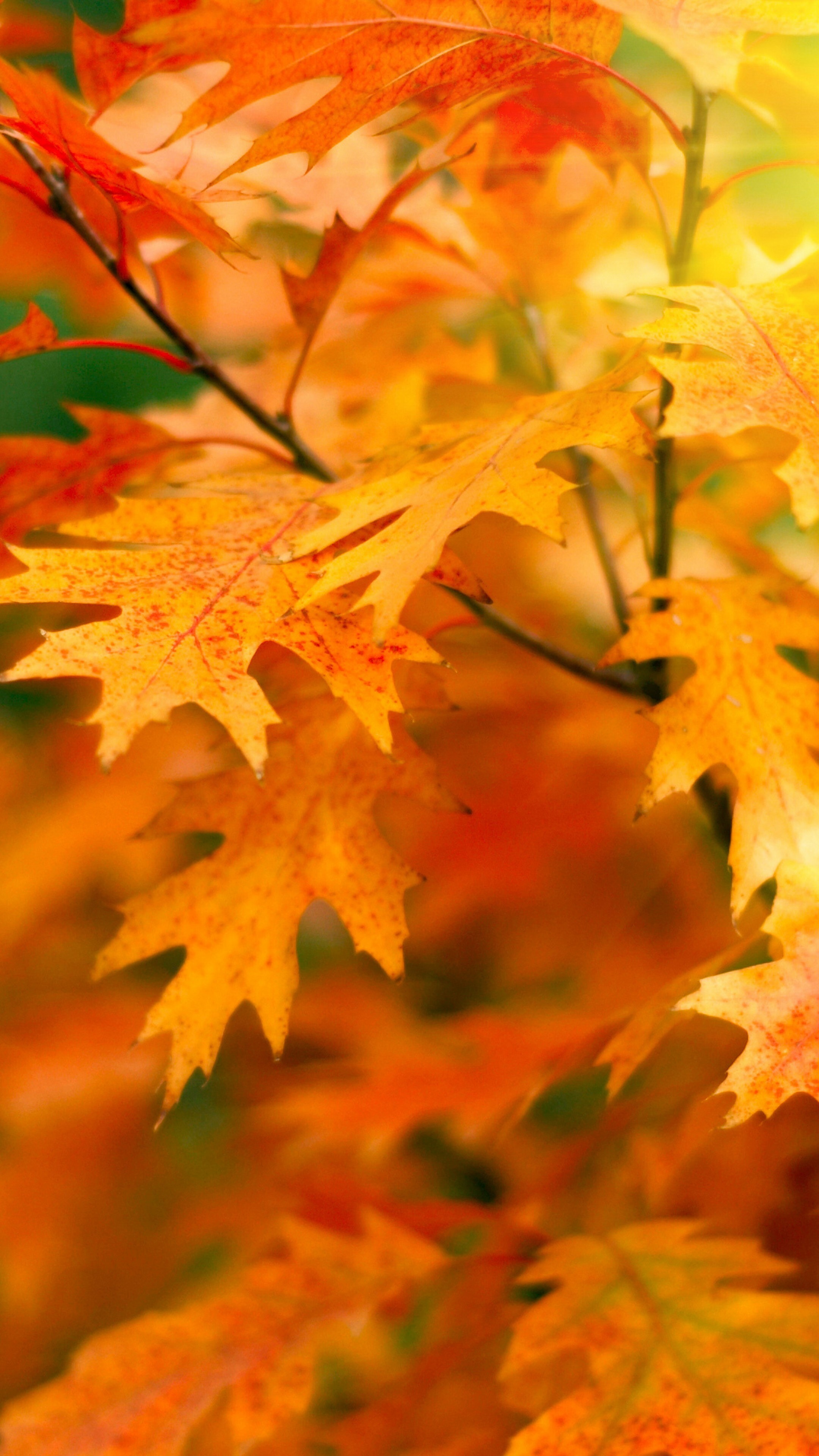 Gold Leaf, Wallpaper leaves trees, Autumn nature, 2160x3840 4K Phone