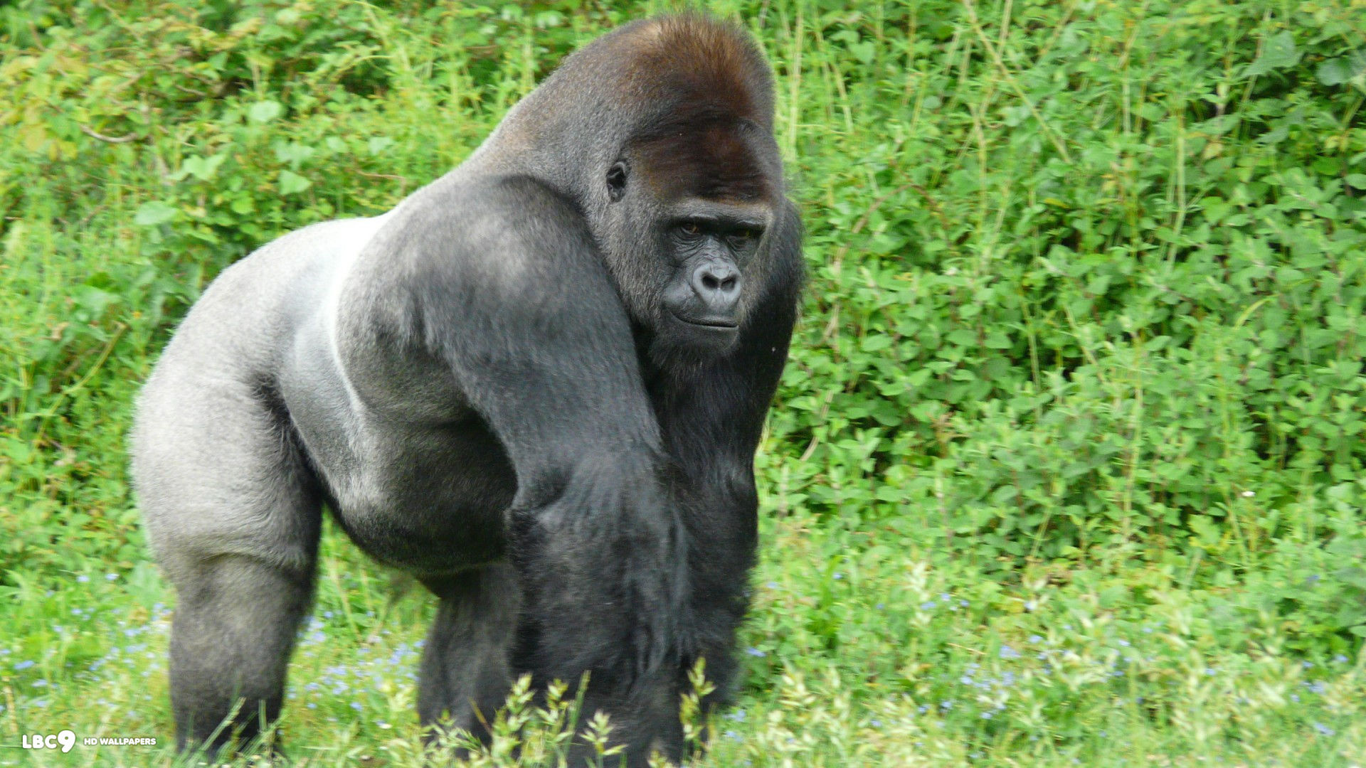 Gorilla wallpaper sf wallpaper, Mammals, 1920x1080 Full HD Desktop