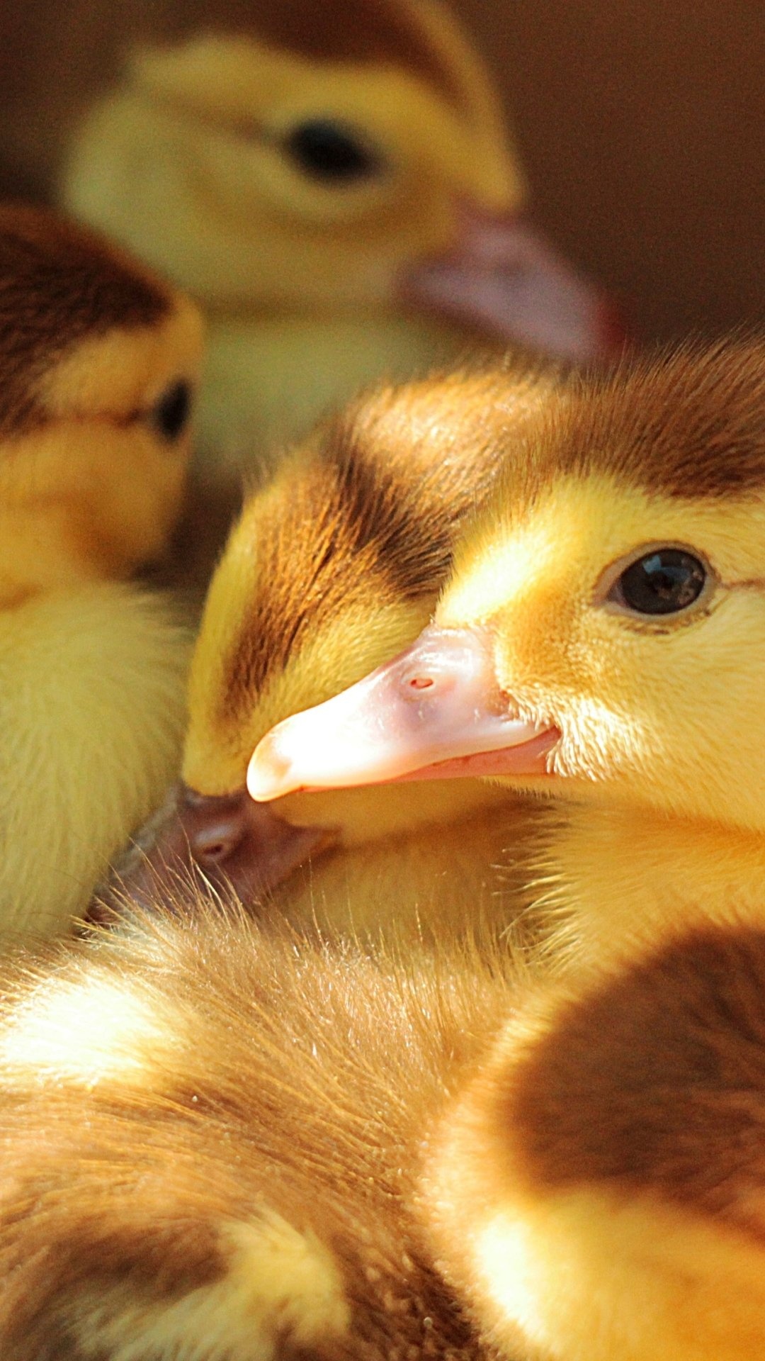 Animal duck, Wild creature, Feathered friend, Nature photography, 1080x1920 Full HD Phone