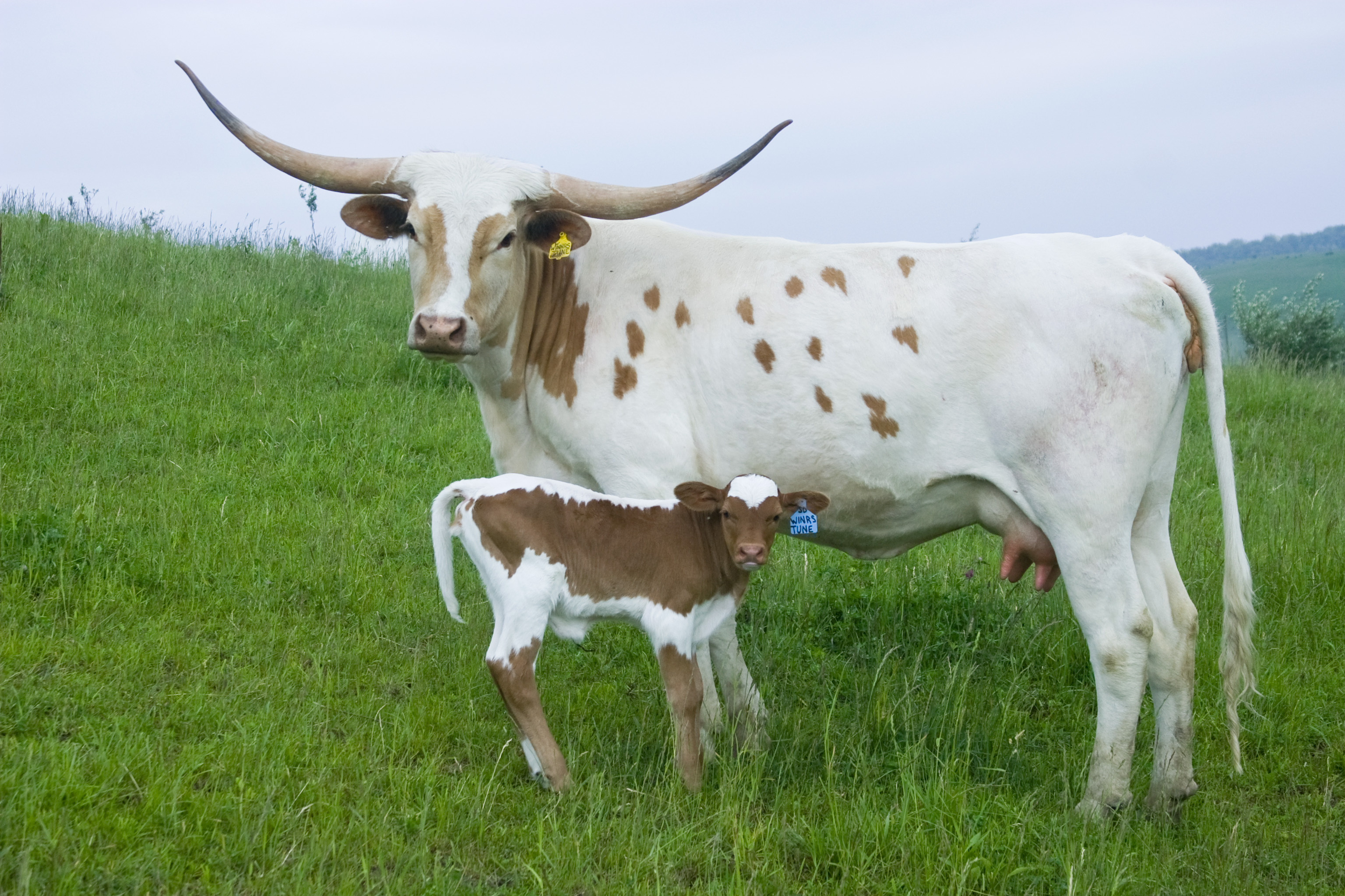 Mother and baby, Longhorn Wallpaper, 3080x2050 HD Desktop