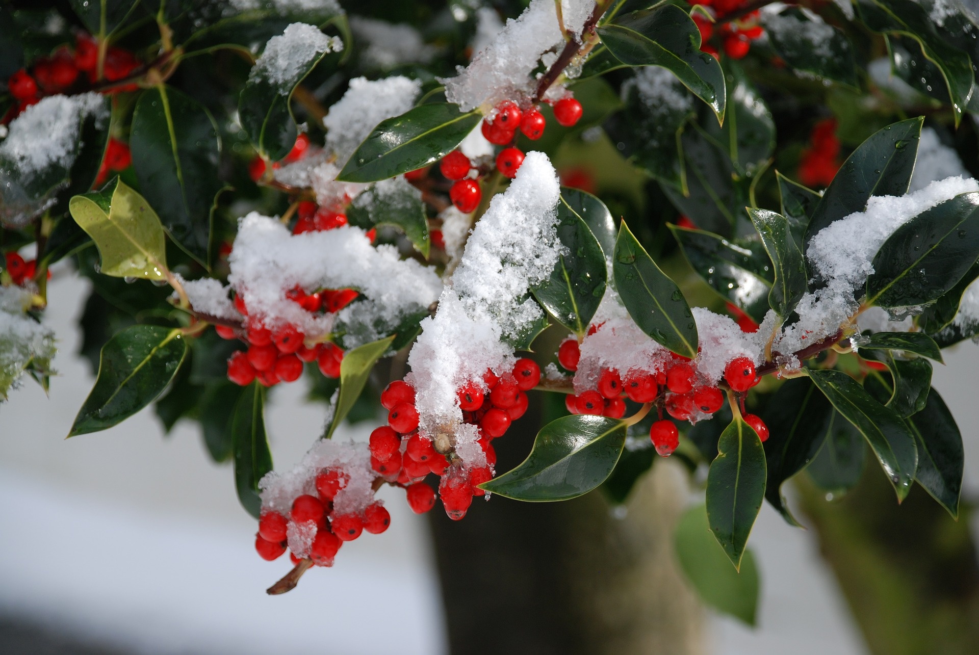 Holly Tree, Stechpalme spotlight, Tree of the year, Evergreen beauty, 1920x1290 HD Desktop