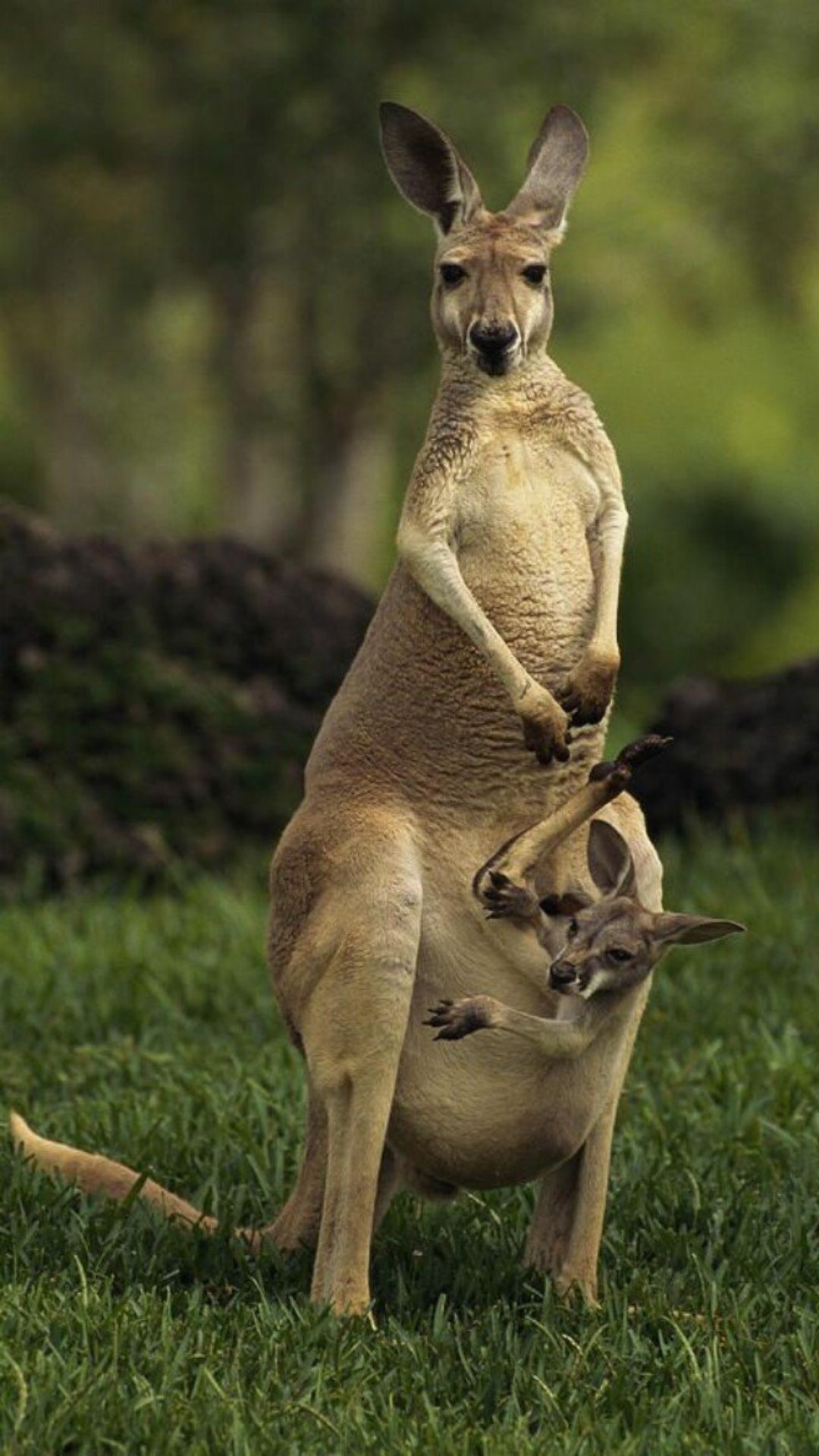 Kangaroo (Animals), Kangaroo wallpaper, Artistic imagery, Nature's charm, 1080x1920 Full HD Phone