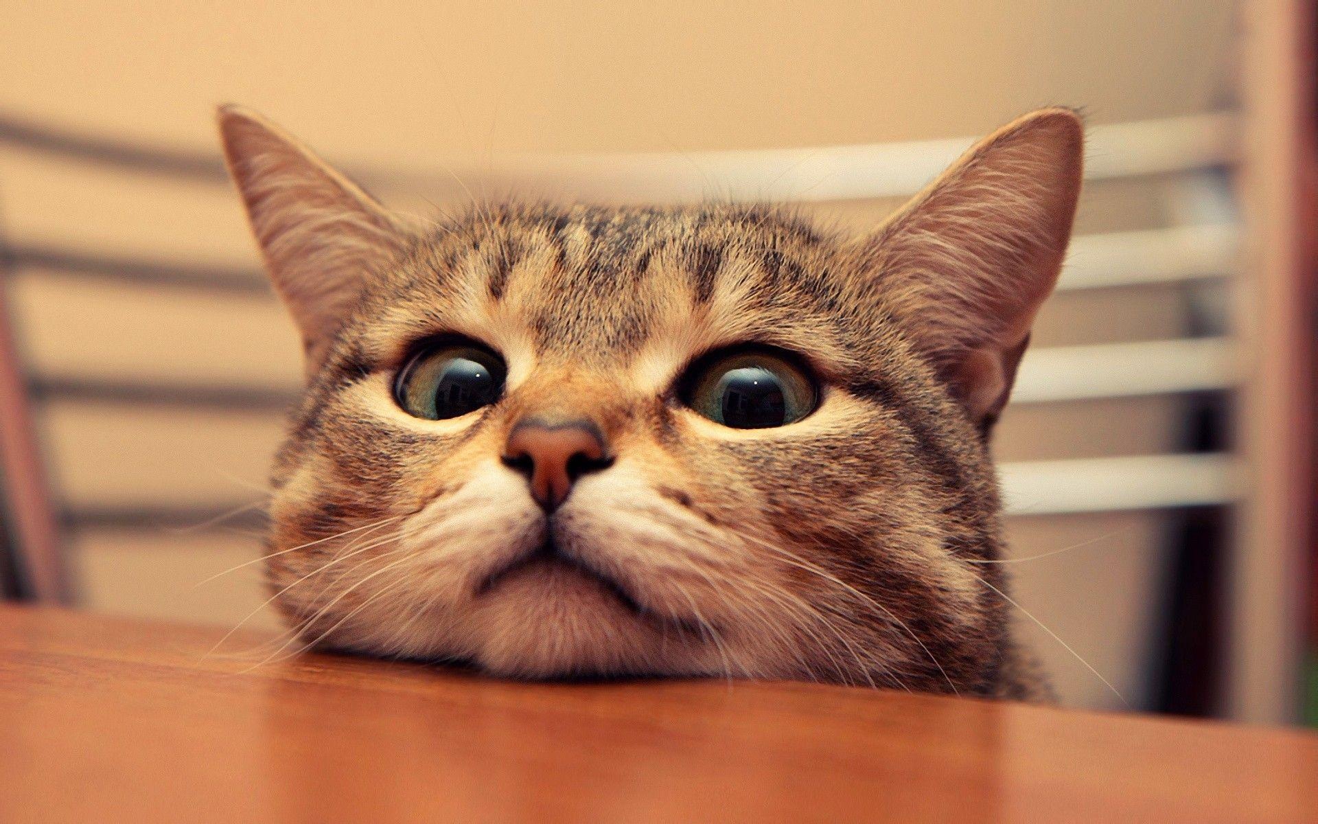 peeking tabby cat, wooden table edge, slatted chair back, HD Desktop wallpaper