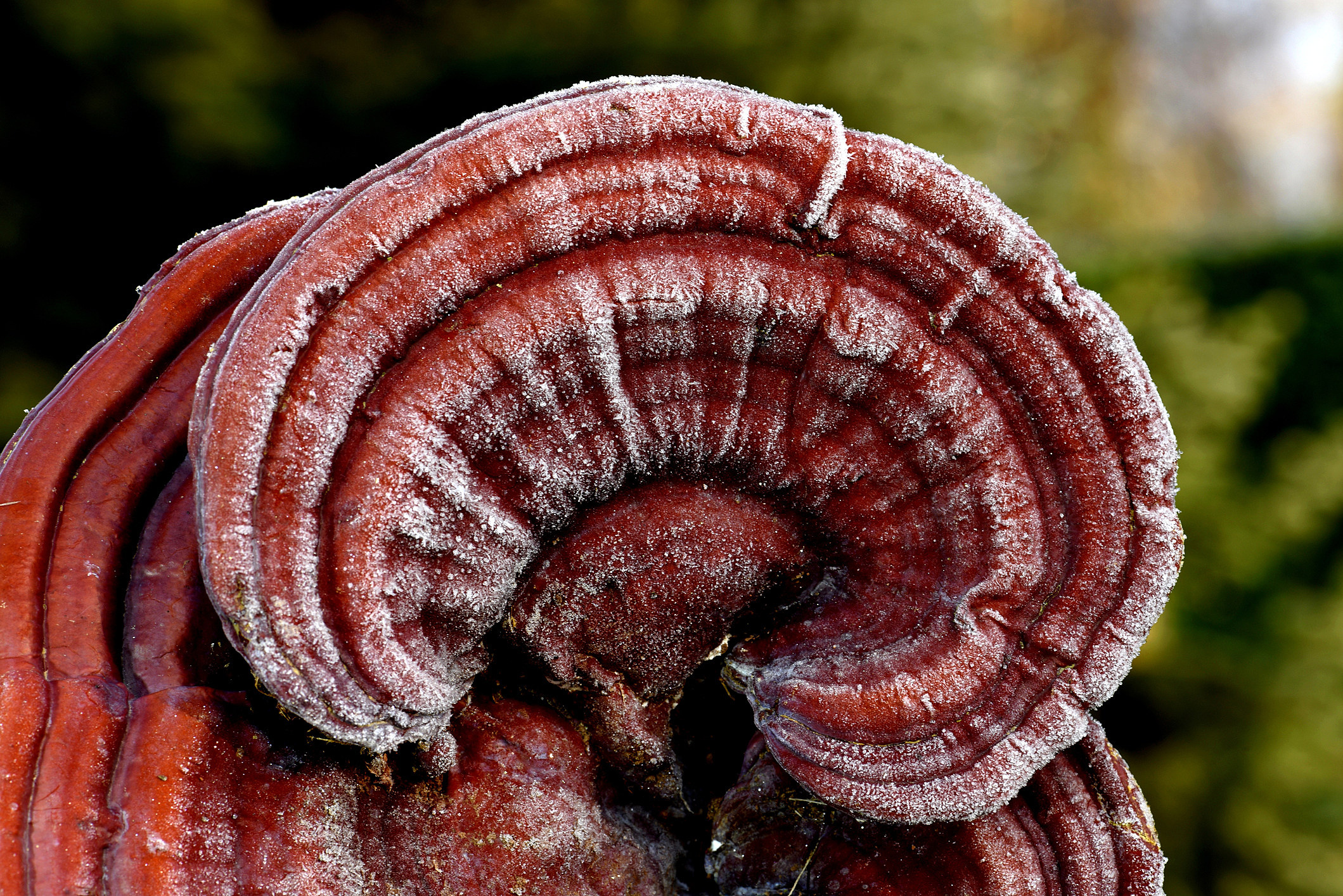 4 mushrooms, Immune boosting, Better sleep, The beet, 2120x1420 HD Desktop