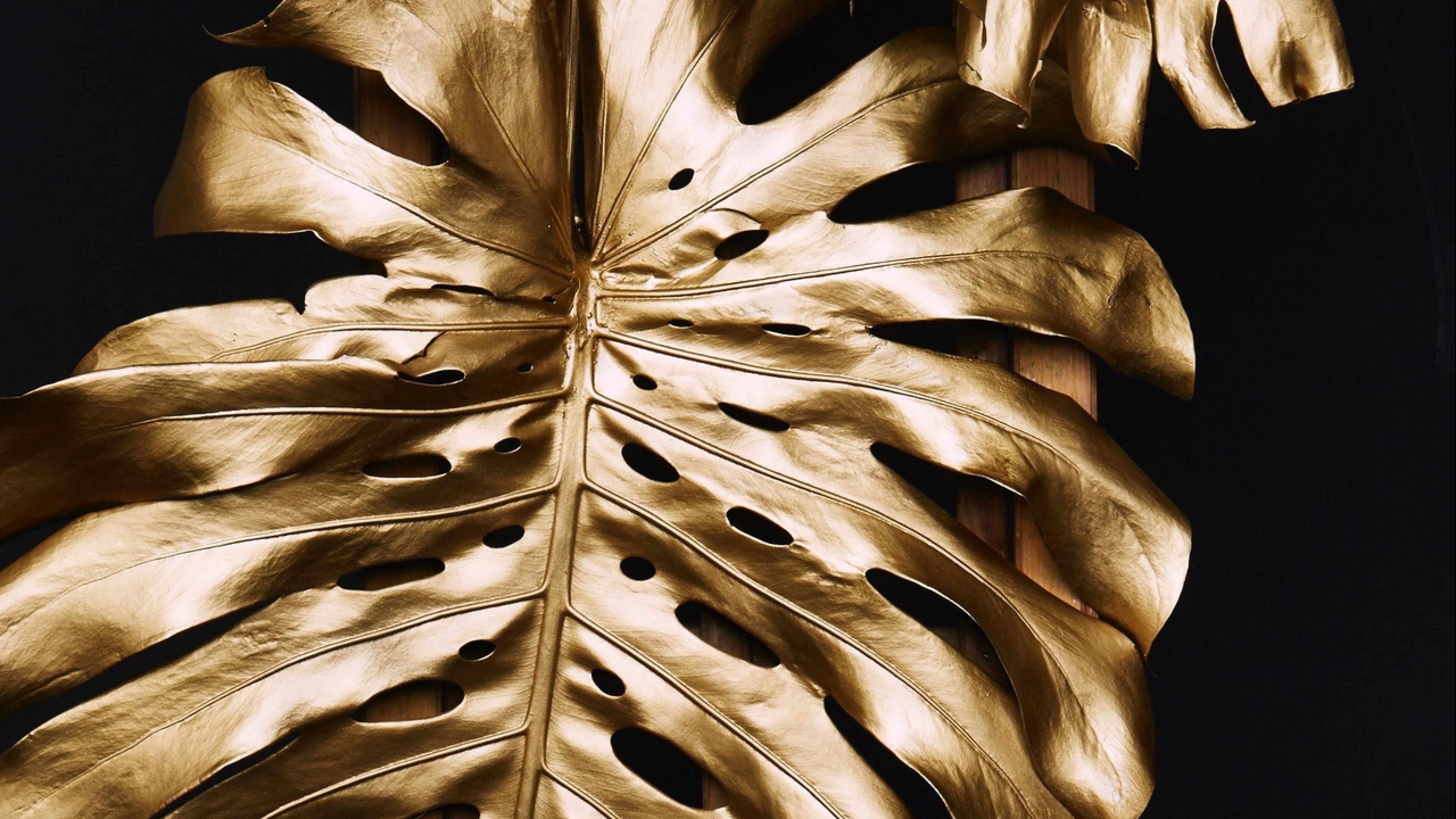 Gold Leaf, Monstera leaves, Ultra HD wallpaper, 3840x2160 4K Desktop