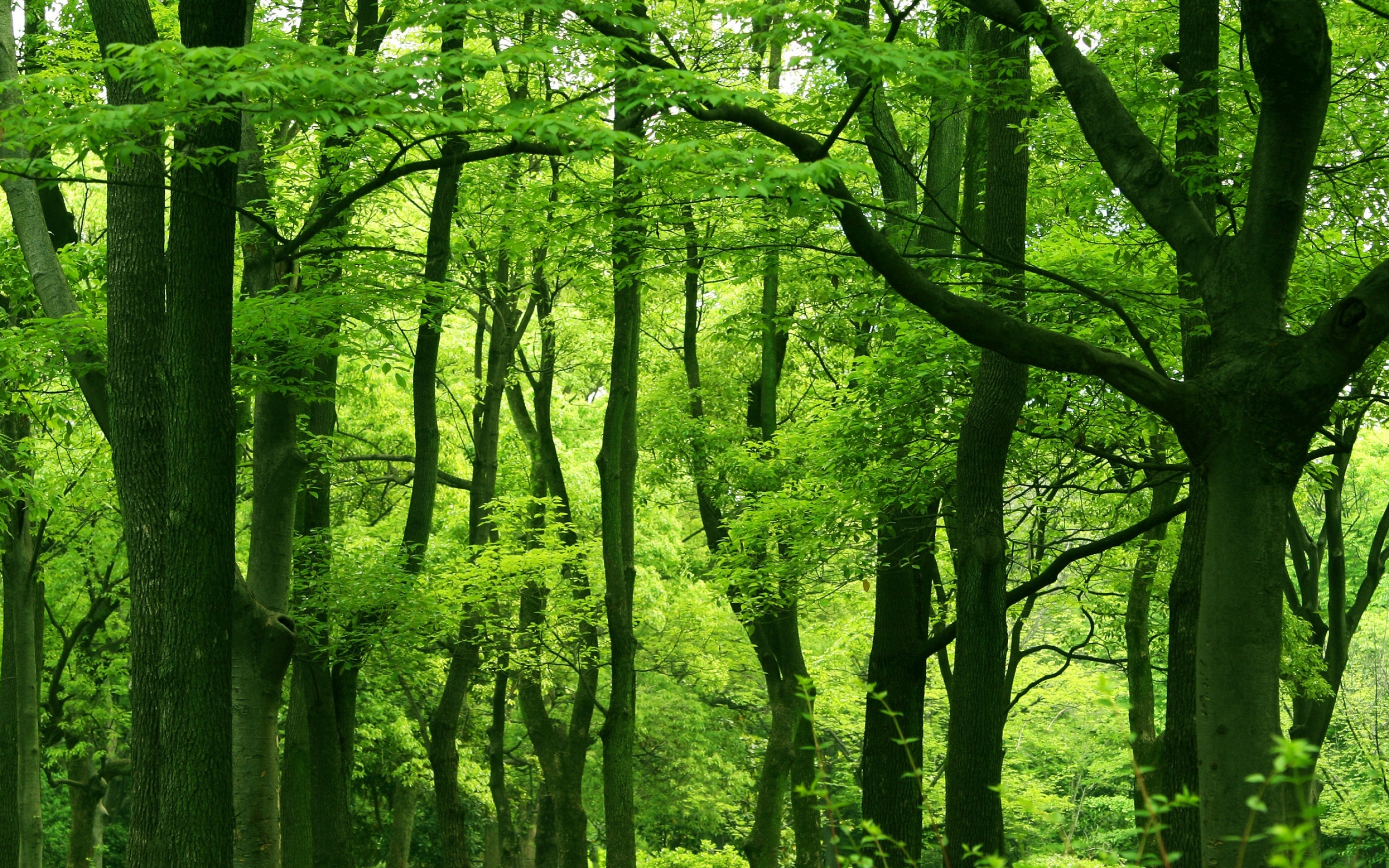 Green Forest, 4K wallpapers, Green scenery, 2880x1800 HD Desktop