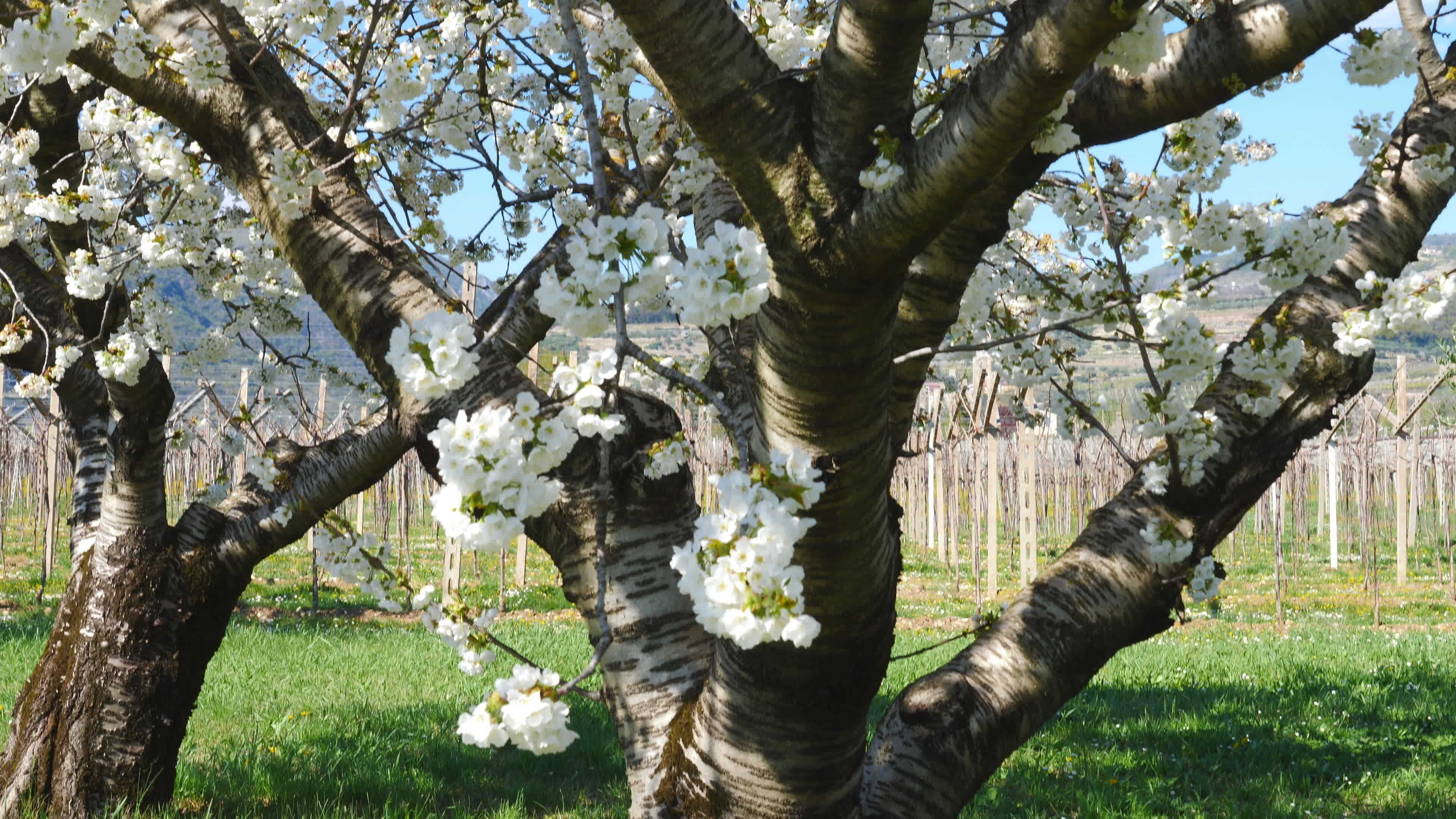 Apple tree in summer, Stock video, Nature's embrace, Tranquil atmosphere, 3840x2160 4K Desktop