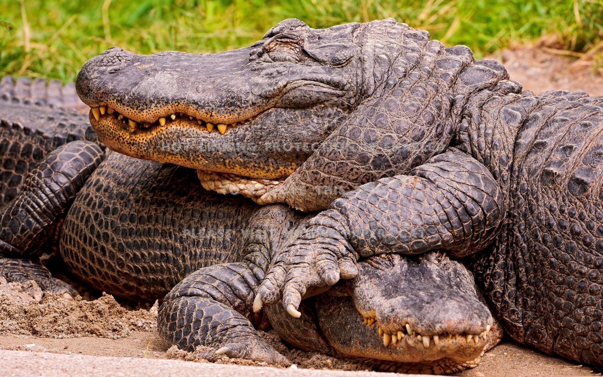 Crocodiles taking the sun, Reptilian pose, Danger and beauty, Nature's wonders, 1920x1200 HD Desktop