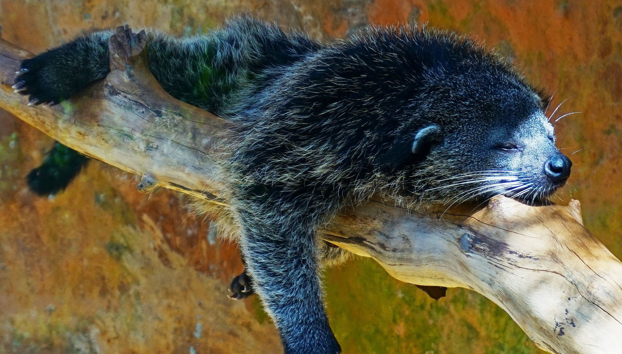 Binturong, Bearcat, Sleep, Cuddly, 2050x1170 HD Desktop