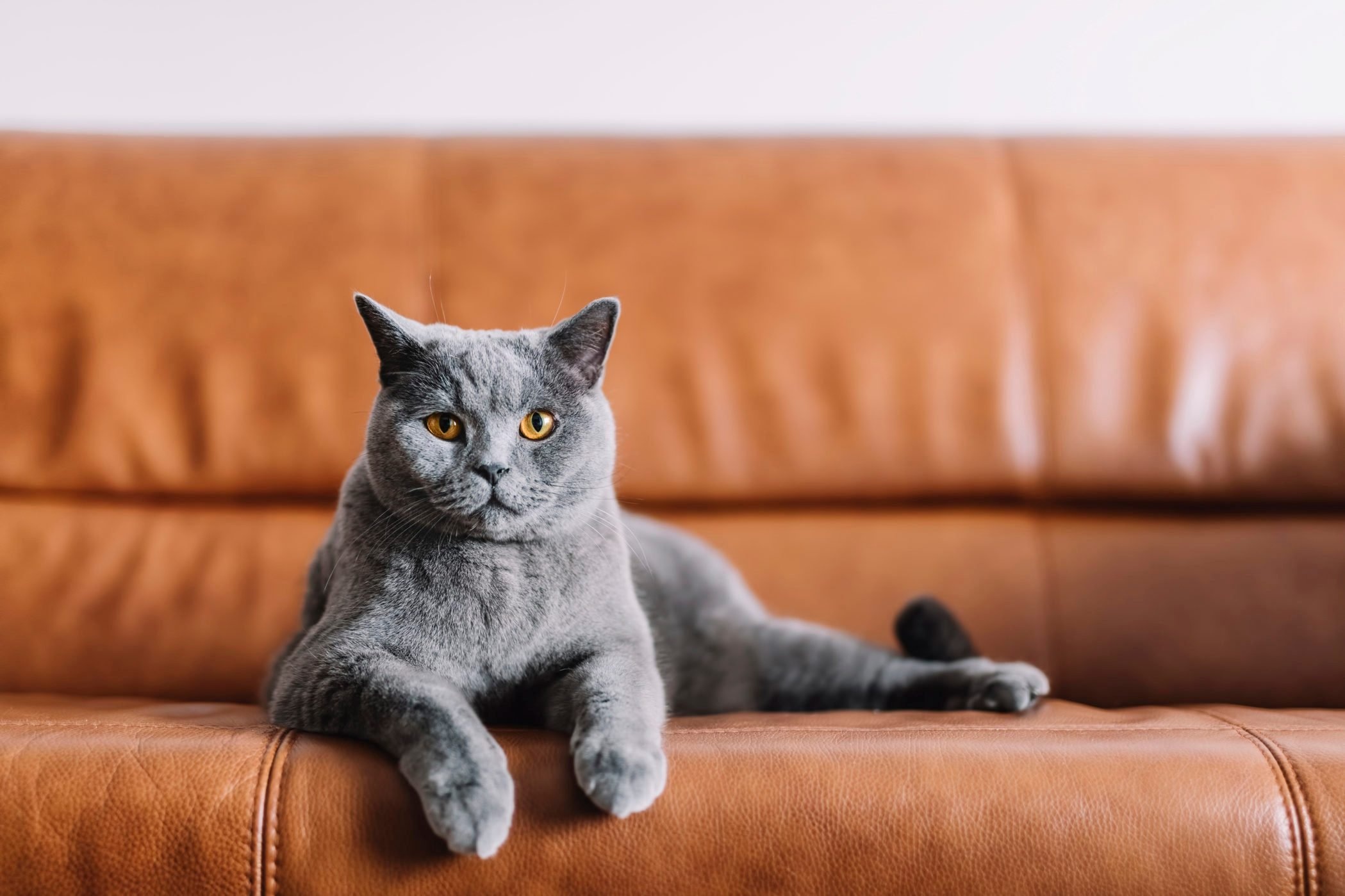 Chartreux Cat, Declawing concerns, Cat welfare, Safer alternatives, 2100x1400 HD Desktop