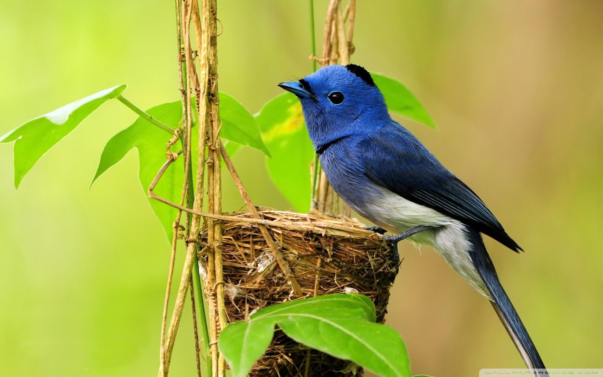 Black-naped monarch, Birds Wallpaper, 1920x1200 HD Desktop