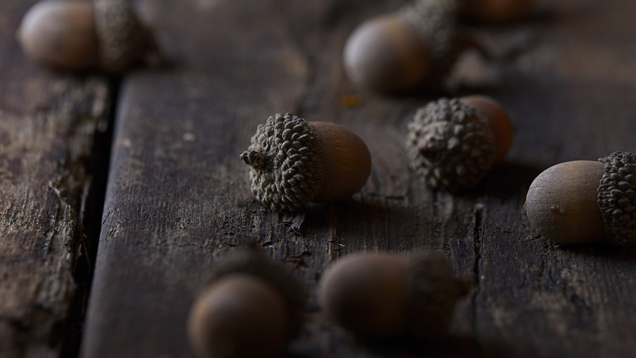 Wooden table decor, Close-up view, Macro photography, Natural acorn, 2560x1440 HD Desktop