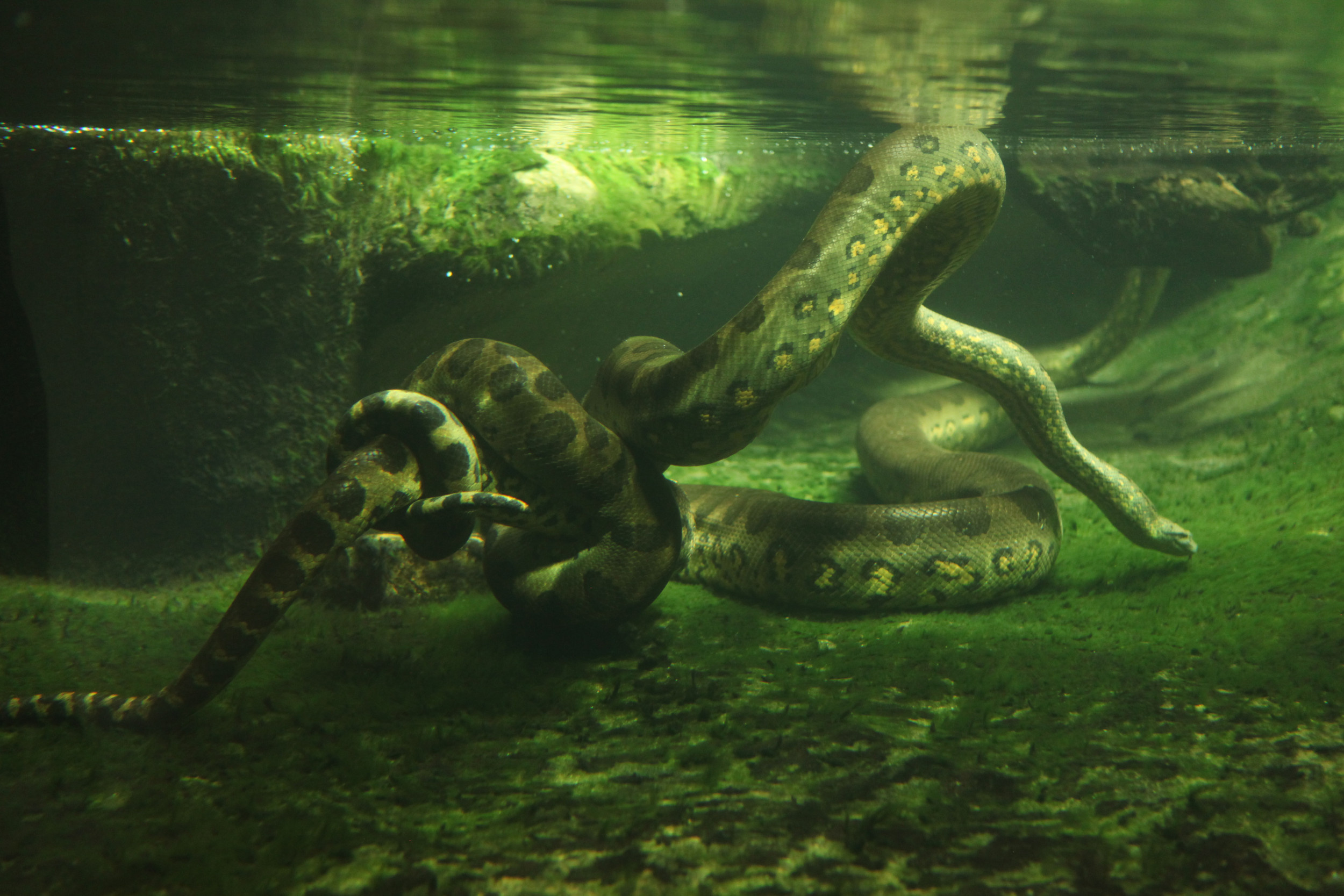 Anaconda, Nightmare fuel footage, Fisherman holding, Resurfaces, 2500x1670 HD Desktop