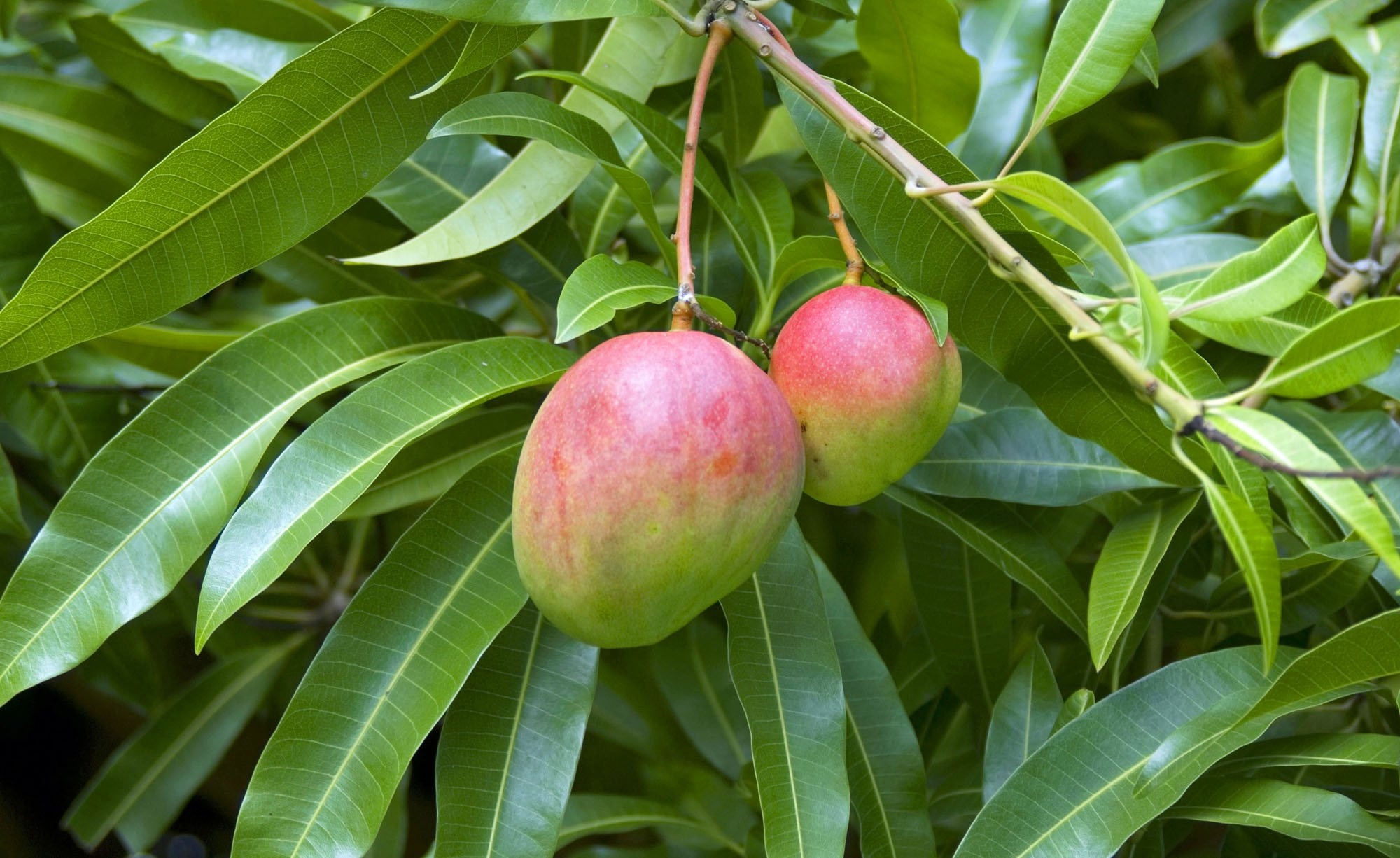 Mango tree planting, Thriving mango trees, Fruiting and pollination, Tropical fruit, 2000x1230 HD Desktop